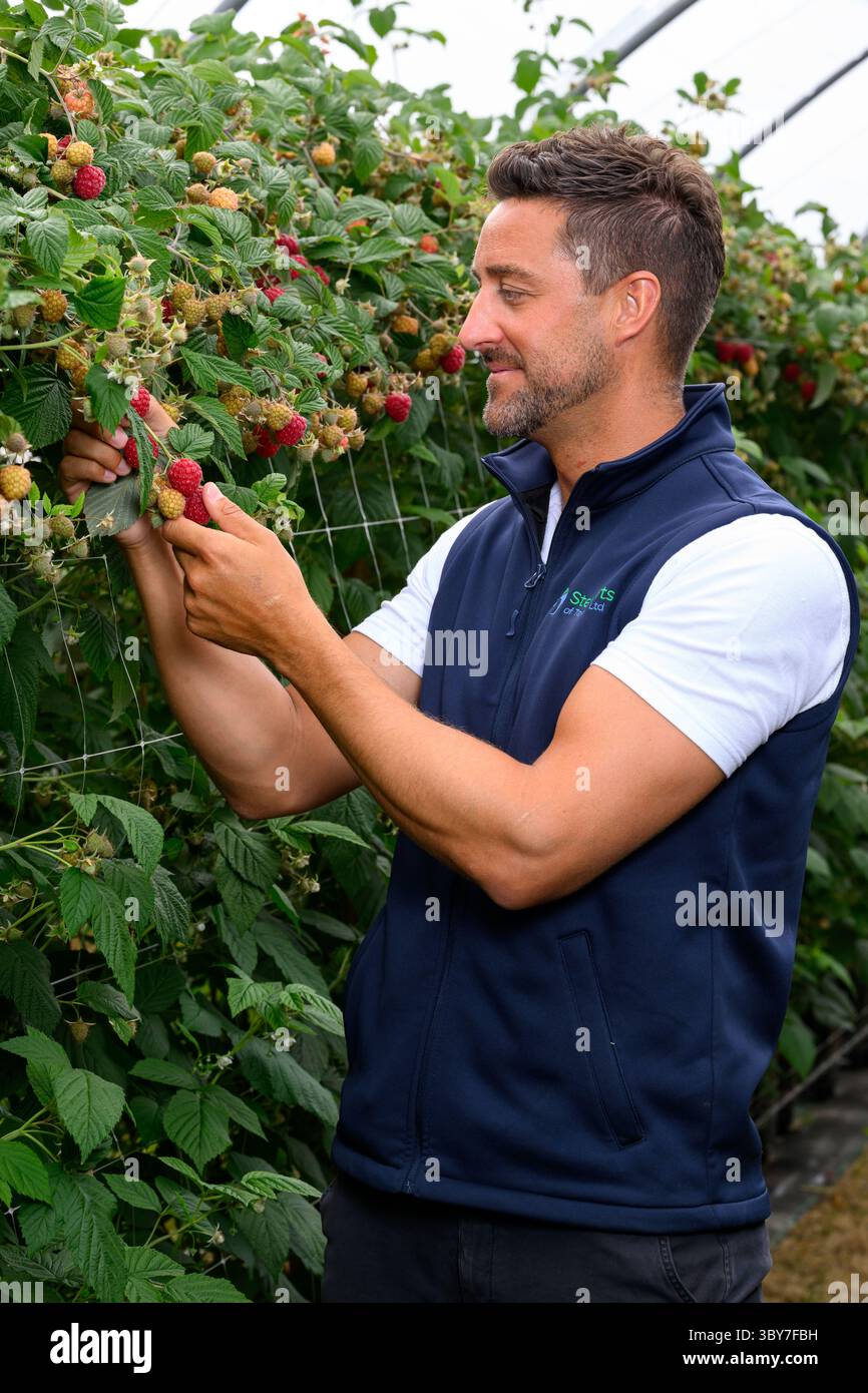 Stewarts of Tayside Himbeeren für Asda – Erzeuger in einem Folientunnel mit frischen schottischen Himbeeren, Schottland, UK Stockfoto