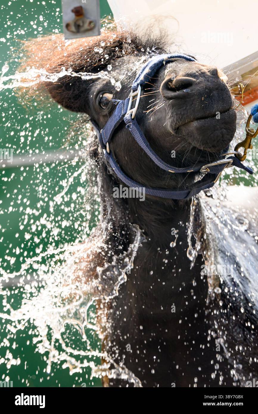 Royal Highland Show, Royal Highland Centre, Ingliston, Edinburgh, Schottland, UK Stockfoto