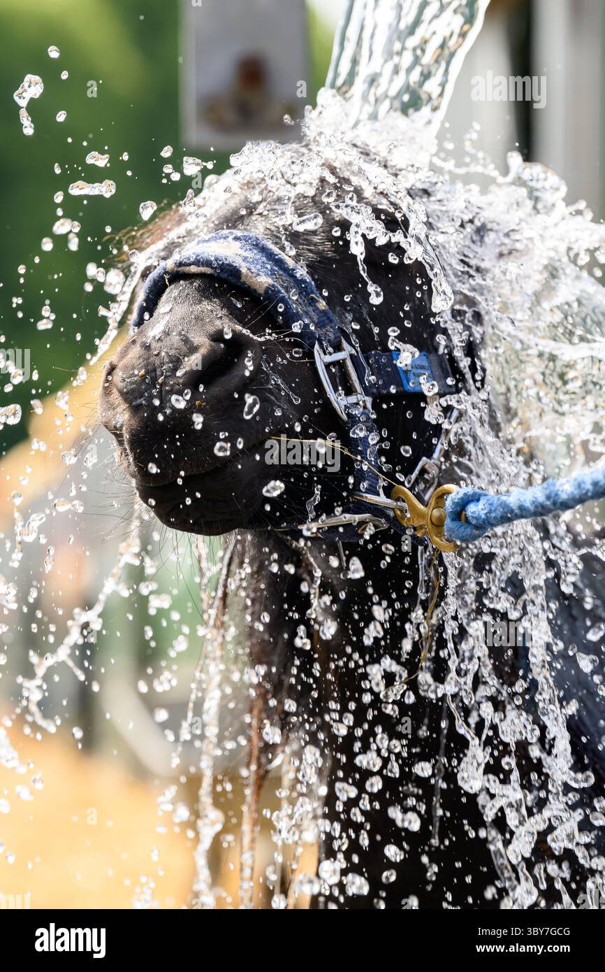 Royal Highland Show, Royal Highland Centre, Ingliston, Edinburgh, Schottland, UK Stockfoto