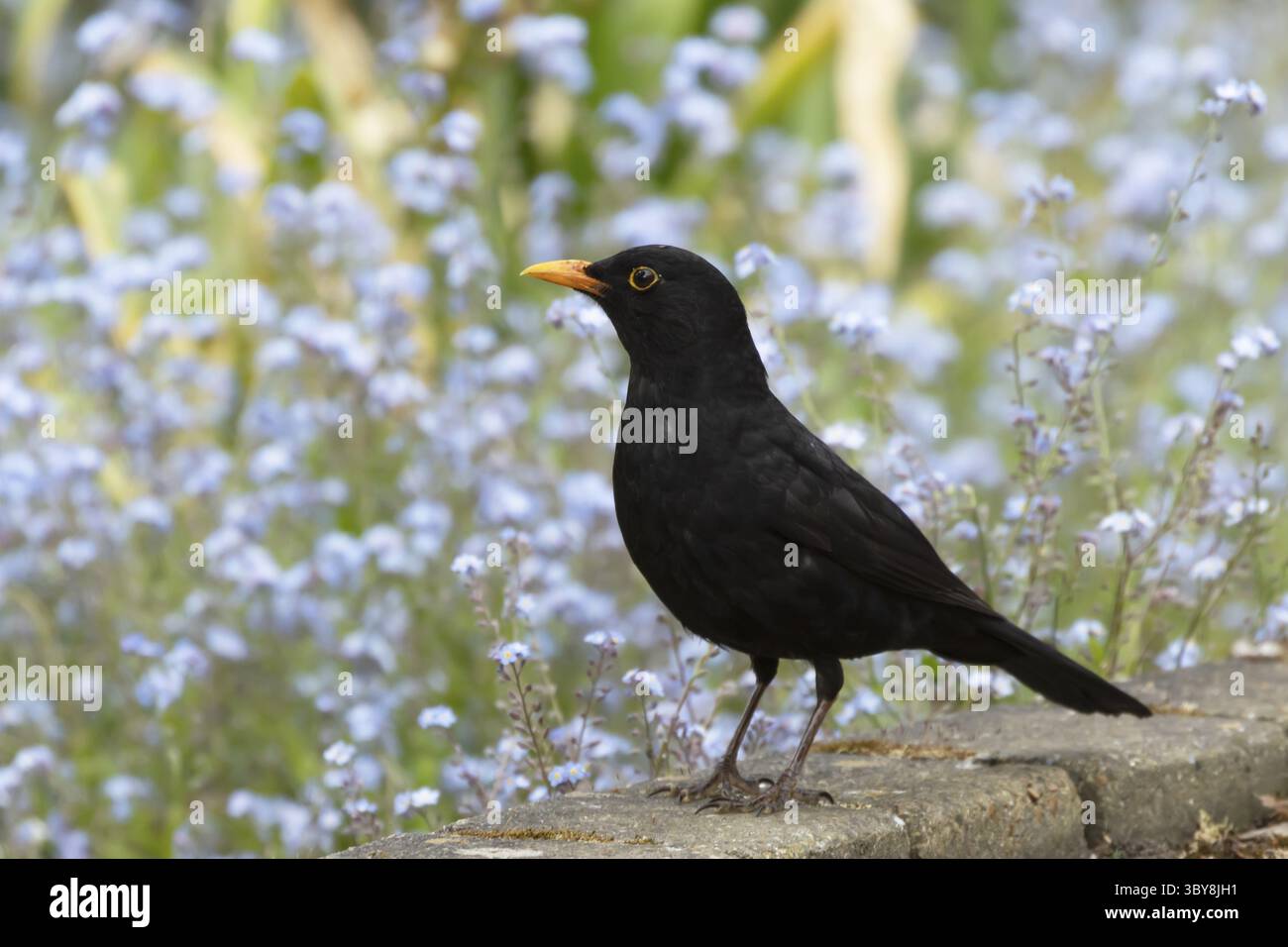 Eurasische Amsel (Turdus merula) ausgewachsener männlicher Vogel in einem Garten im Frühjahr, England, Vereinigtes Königreich Stockfoto