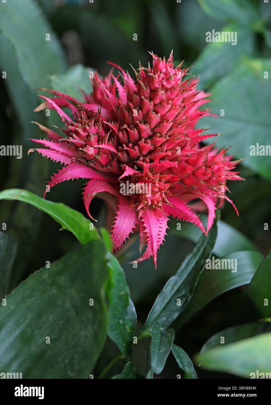 Aechmea bromelie -Fotos und -Bildmaterial in hoher Auflsung  Alamy