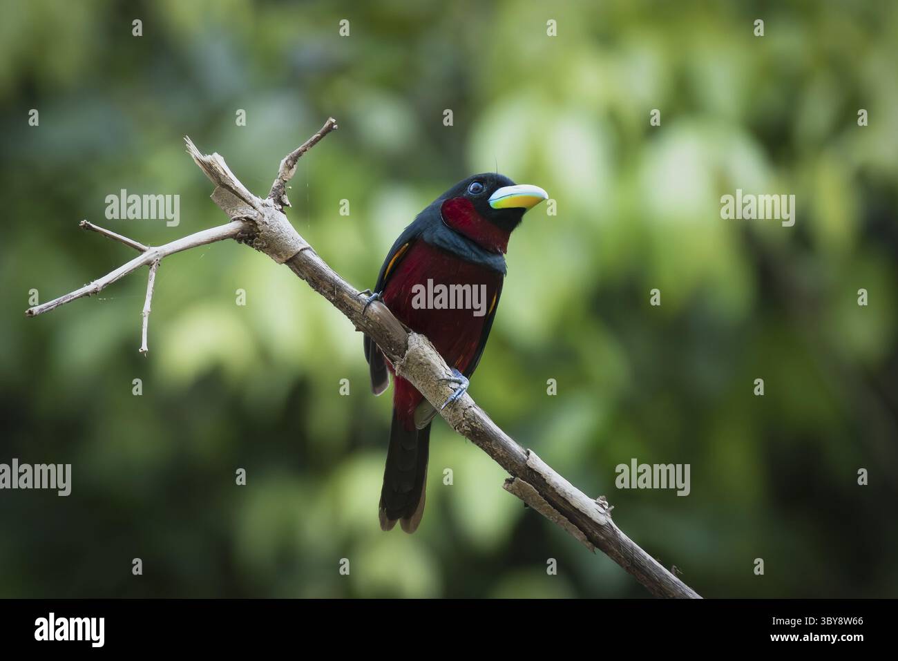 Schwarz-roter Vogel auf einem Zweig am Kinabtangan River in Sukau, Sabah, Borneo, Malaysia Stockfoto