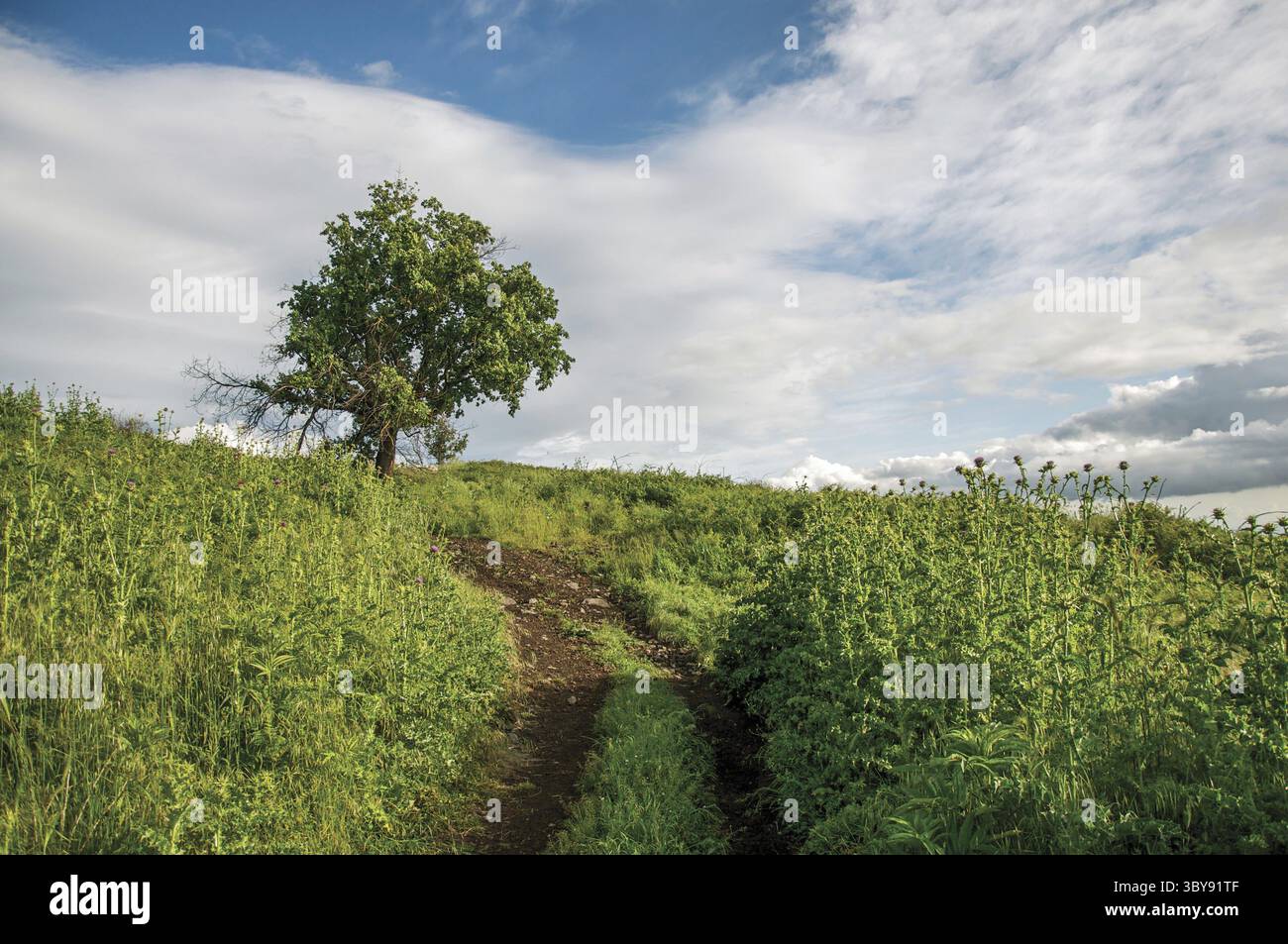 Übersicht über einen Baum auf dem Hügel und Felder in den Sonnenuntergang, in der Nähe von Frascati, eine angenehme und bekannt für seine Weine, in der Nähe von Rom. Stockfoto Übersicht über einen Baum auf dem Hügel und Felder in den Sonnenuntergang, in der Nähe von Frascati, eine angenehme und bekannt für seine Weine, in der Nähe von Rom. Stockfoto