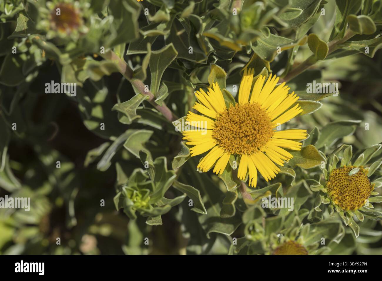 Erste Flechten und Pflanzen einer neuen Vegetation am abgekühlten Lavastrom bei Mancha Blanca Stockfoto