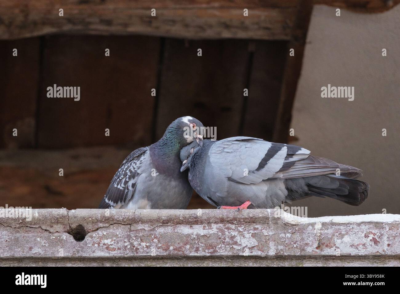 Porto, Eine zärtliche Begegnung im Verfall: Zwei Tauben lieben sich auf einem Felsvorsprung in einem zerstörten Haus, ein stille Symbol für Liebe, Leben und Hoffnung Stockfoto