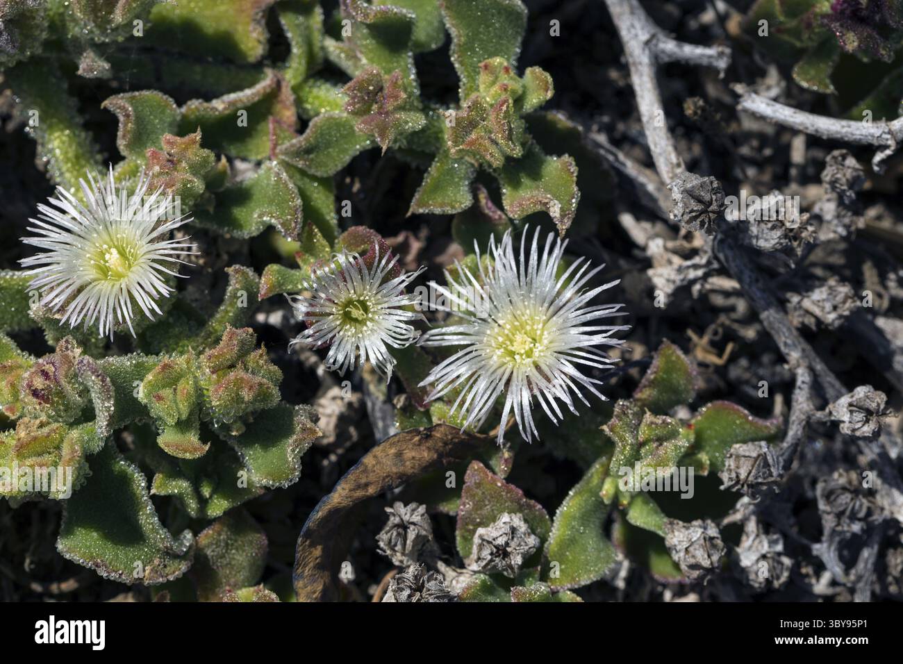 Erste Flechten und Pflanzen einer neuen Vegetation am abgekühlten Lavastrom bei Mancha Blanca Stockfoto