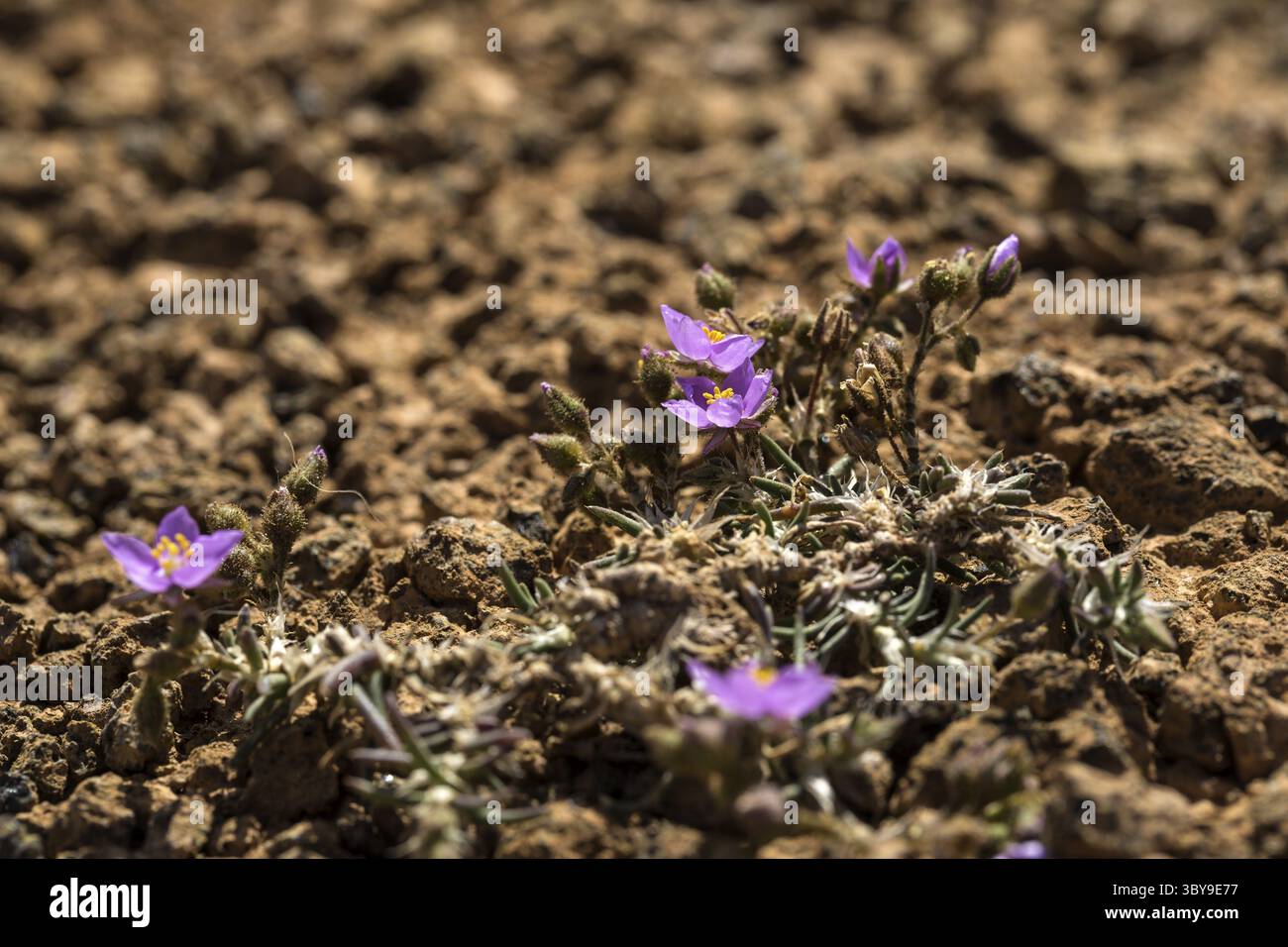Erste Flechten und Pflanzen einer neuen Vegetation am abgekühlten Lavastrom bei Mancha Blanca Stockfoto