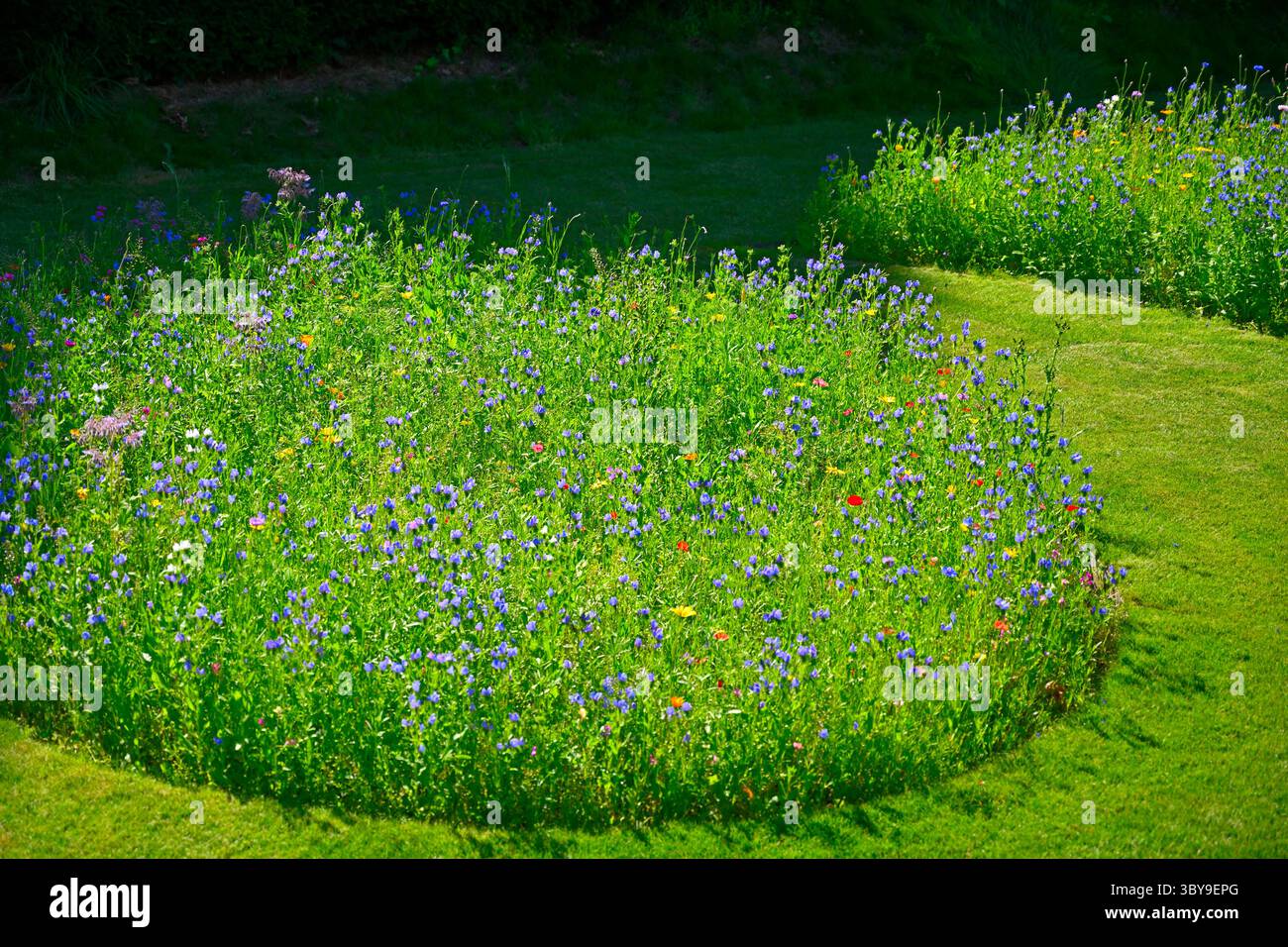Eine farbenfrohe Sommerteppiche aus robusten Einjahreszeitungen, die wie eine blühende Wildblumenwiese im Juli aussehen Stockfoto