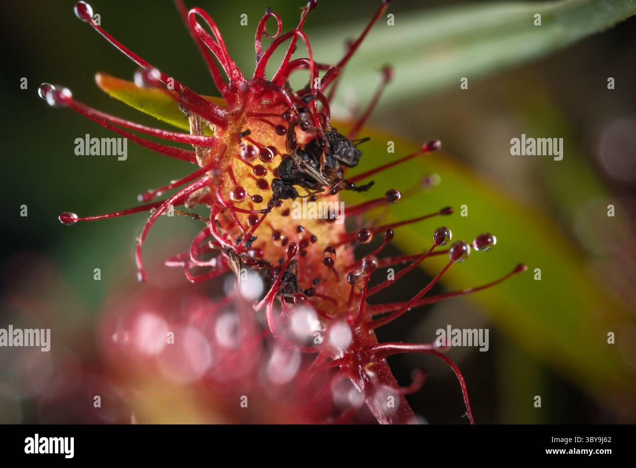 Roundblatt-Sonnentau-Pflanzen (Drosera rotundifolia), die im New Forest National Park Hampshire England gefunden wurden und eine Fliege in den klebrigen Ranken gefangen wurde. Stockfoto