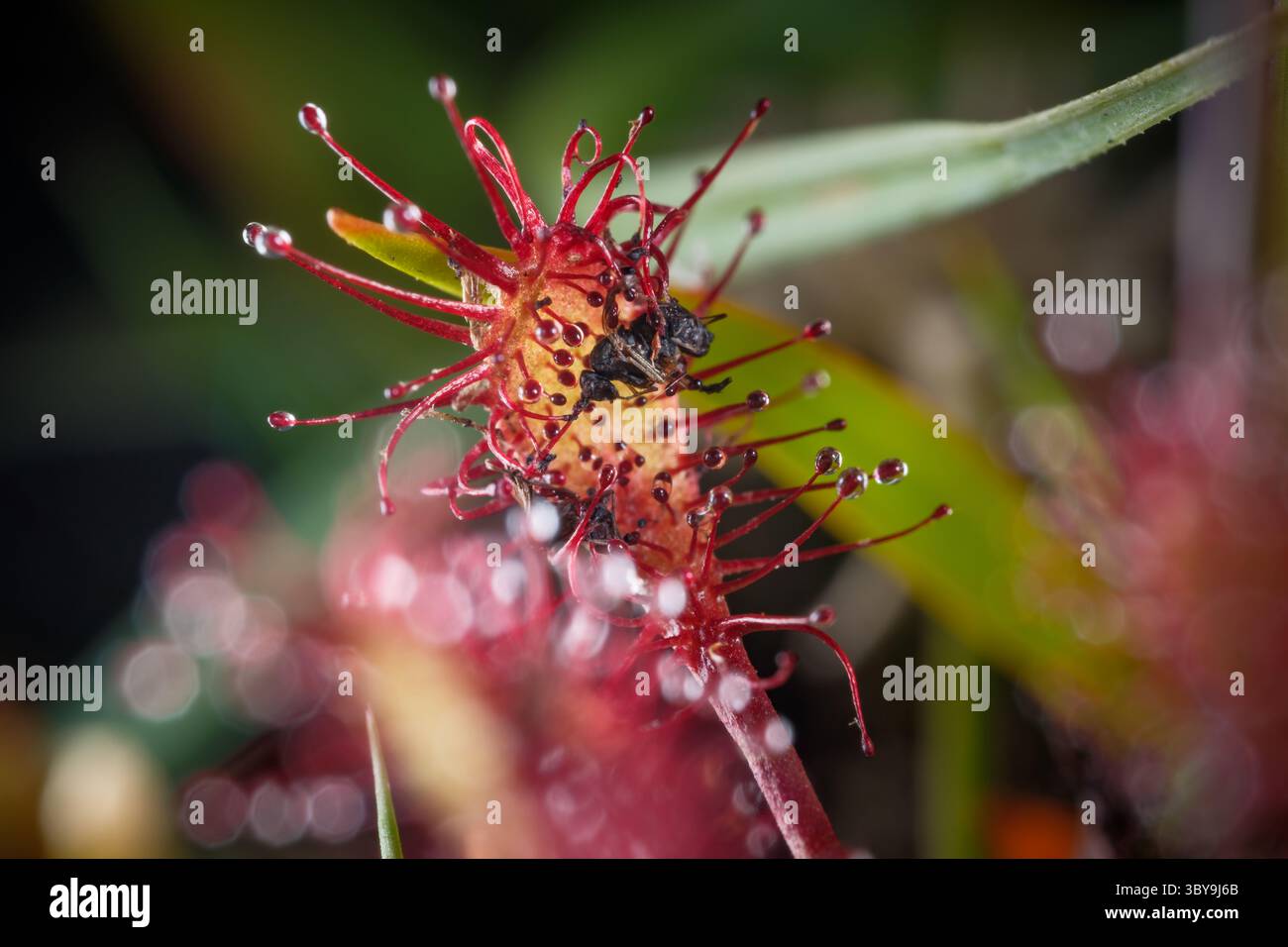 Roundblatt-Sonnentau-Pflanzen (Drosera rotundifolia), die im New Forest National Park Hampshire England gefunden wurden und eine Fliege in den klebrigen Ranken gefangen wurde. Stockfoto