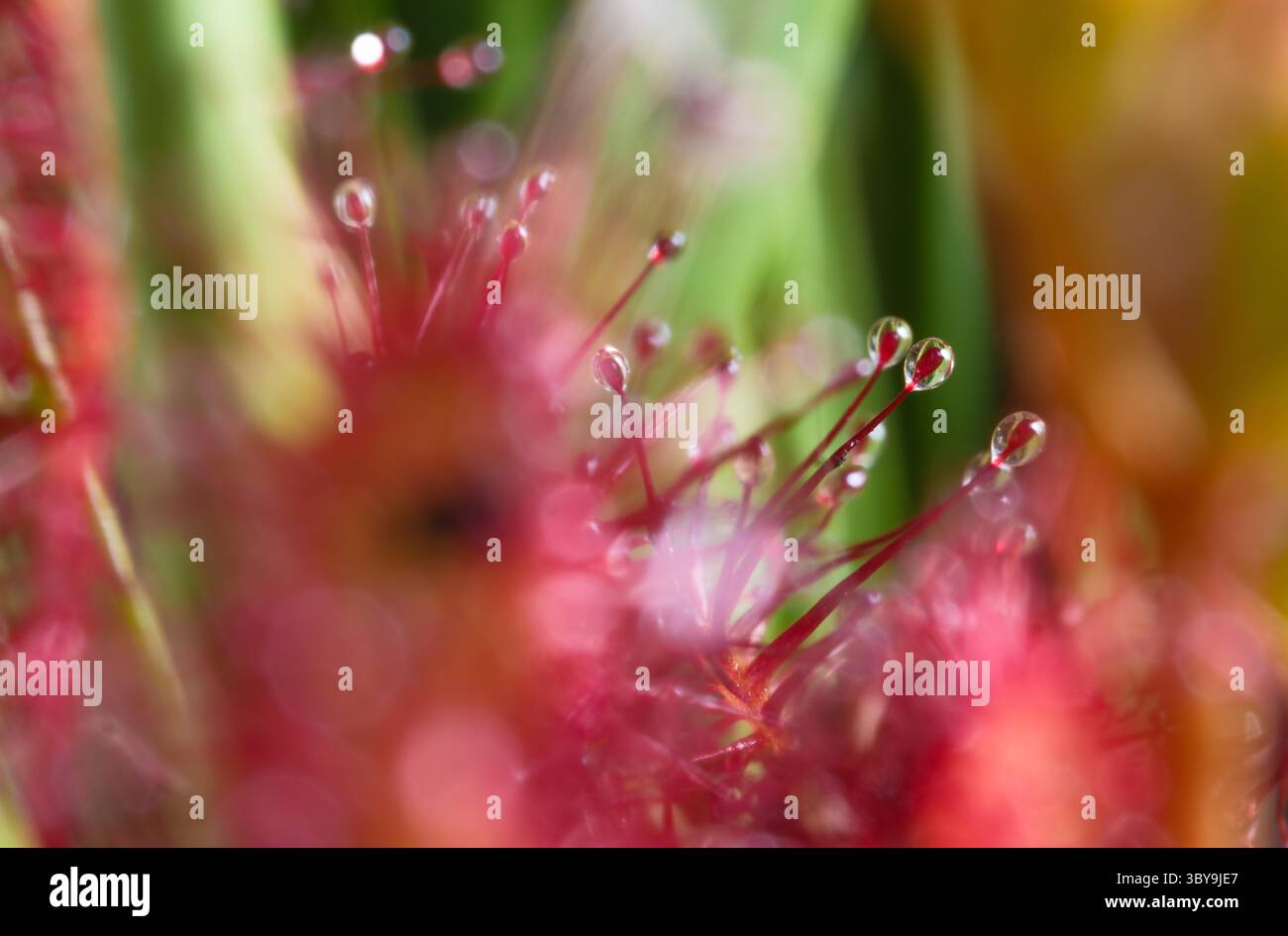 Makrobild der Roundlau-Pflanzen (Drosera rotundifolia), die im New Forest National Park Hampshire England gefunden wurden. Stockfoto