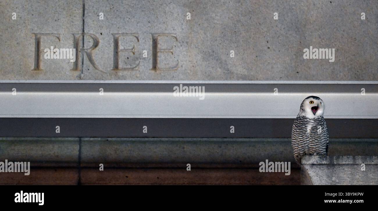 8. Februar 2022, Washington, DC, USA: A Snowy Owl besucht Union Station, um Vogelbeobachter und Fotografen am 8. Februar 2022 in Washington DC zu begeistern. (Bild: © Carol Guzy/ZUMA Press Wire) Stockfoto