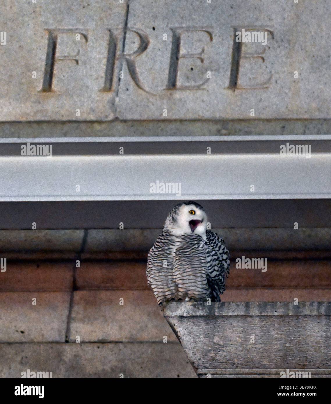 8. Februar 2022, Washington, DC, USA: A Snowy Owl besucht Union Station, um Vogelbeobachter und Fotografen am 8. Februar 2022 in Washington DC zu begeistern. (Bild: © Carol Guzy/ZUMA Press Wire) Stockfoto