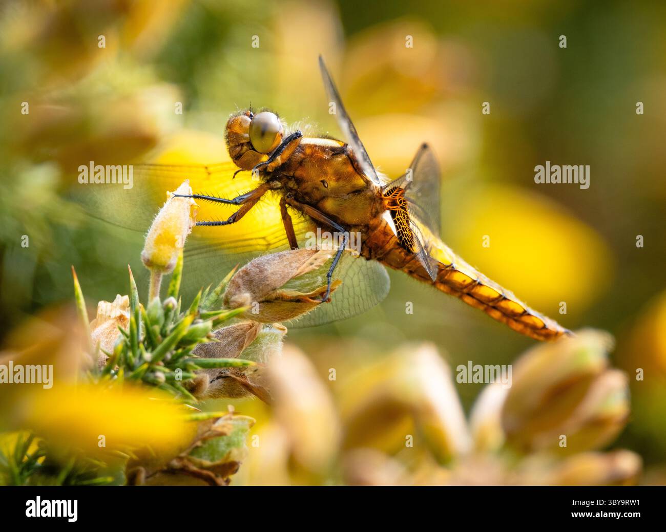 Gelbes (weibliches) breitmundiges Jagdflugzeug Libellula depress sitzt auf Ginsterstrauchblüte im New Forest Hampshire England. Stockfoto