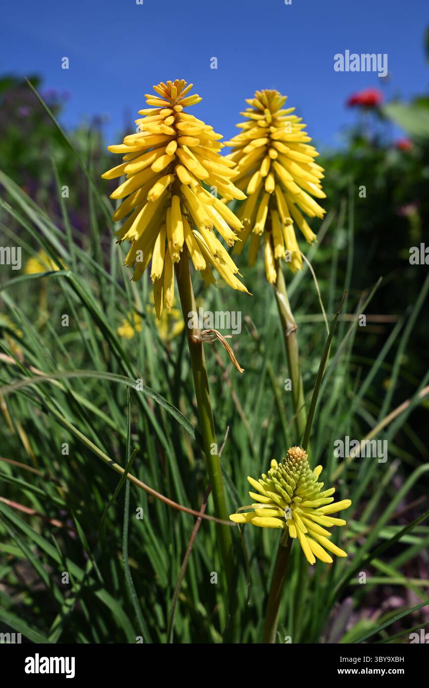 Hellgelbe Sommerblume von rot-heißen Poker, Kniphofia Banana Popsicle UK Garden Juli Stockfoto