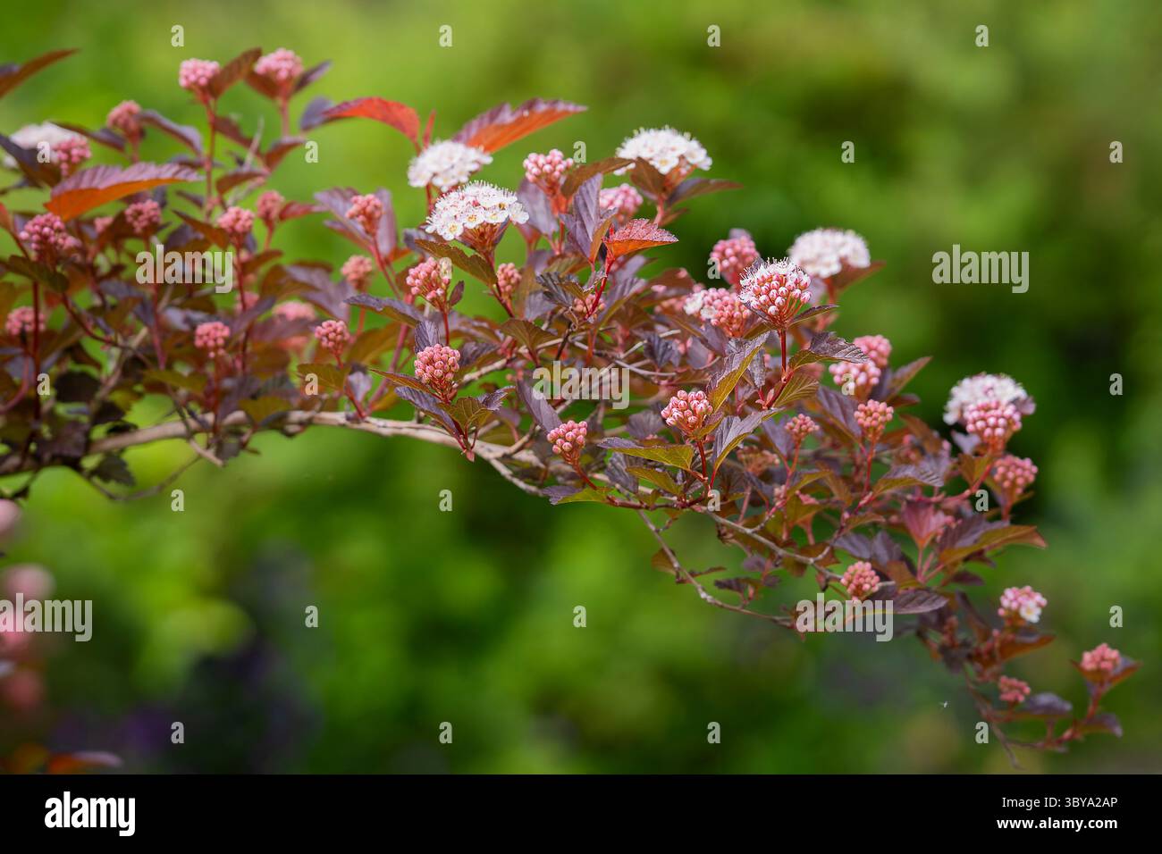 Weißer ninebark, Physocarpus opulifolius Diable D oder Mindia in Blüte. Ninebark-Laub mit Blumen, lila und weißem Hintergrund. Stockfoto