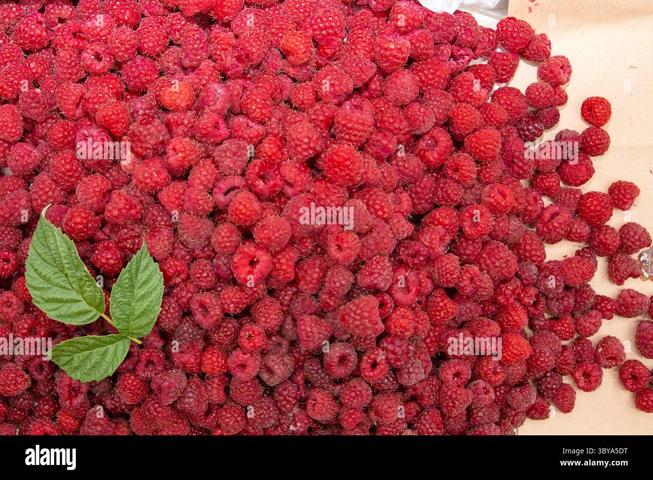 Ansicht von oben nach unten reife rote Himbeeren mit einem grünen Blatt auf einer neutralen Oberfläche, die natürliche Textur und organische Frische betont. Stockfoto