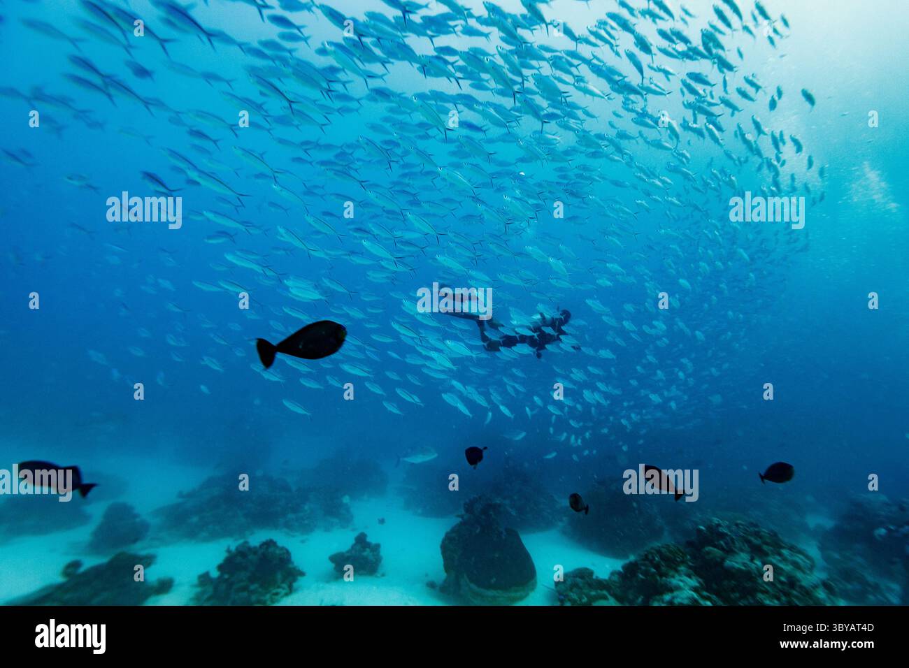 Der Taucher verirrt sich und verdeckt sich in der Schule von Jack Fish Scad, die über Riffe und weißen Sand im blauen tropischen Wasser schwimmt Stockfoto