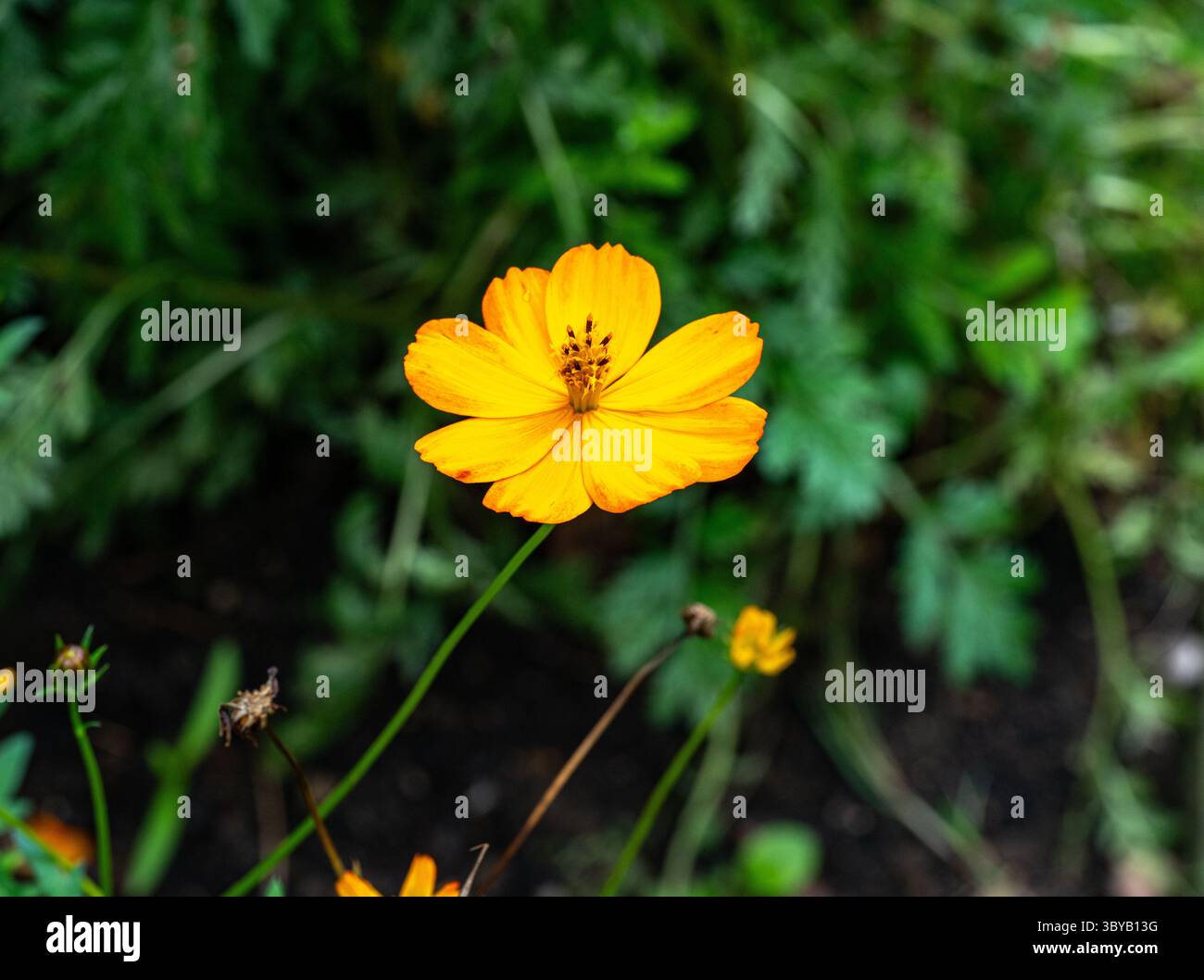 Garden Cosmos (Cosmos sulfureus) wächst und blüht im Garten Stockfoto