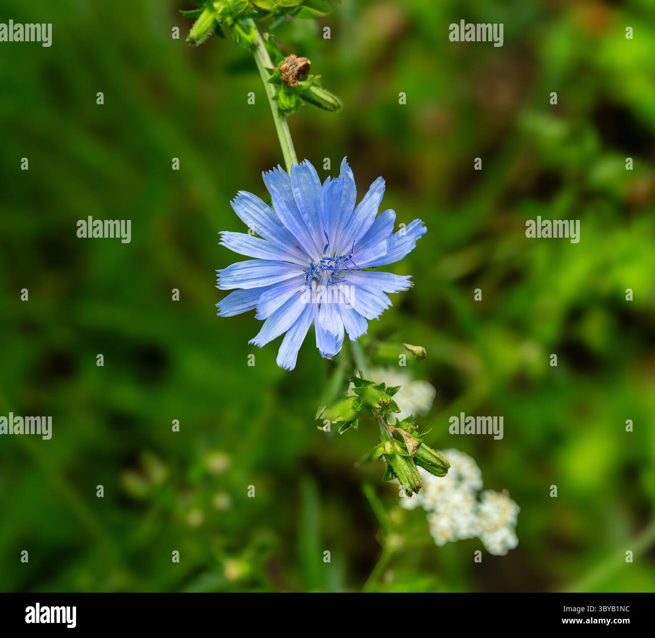 Cichorium Intybus-Werk. Gewöhnliche Zichorienblume. (Cichorium intybus) Stockfoto