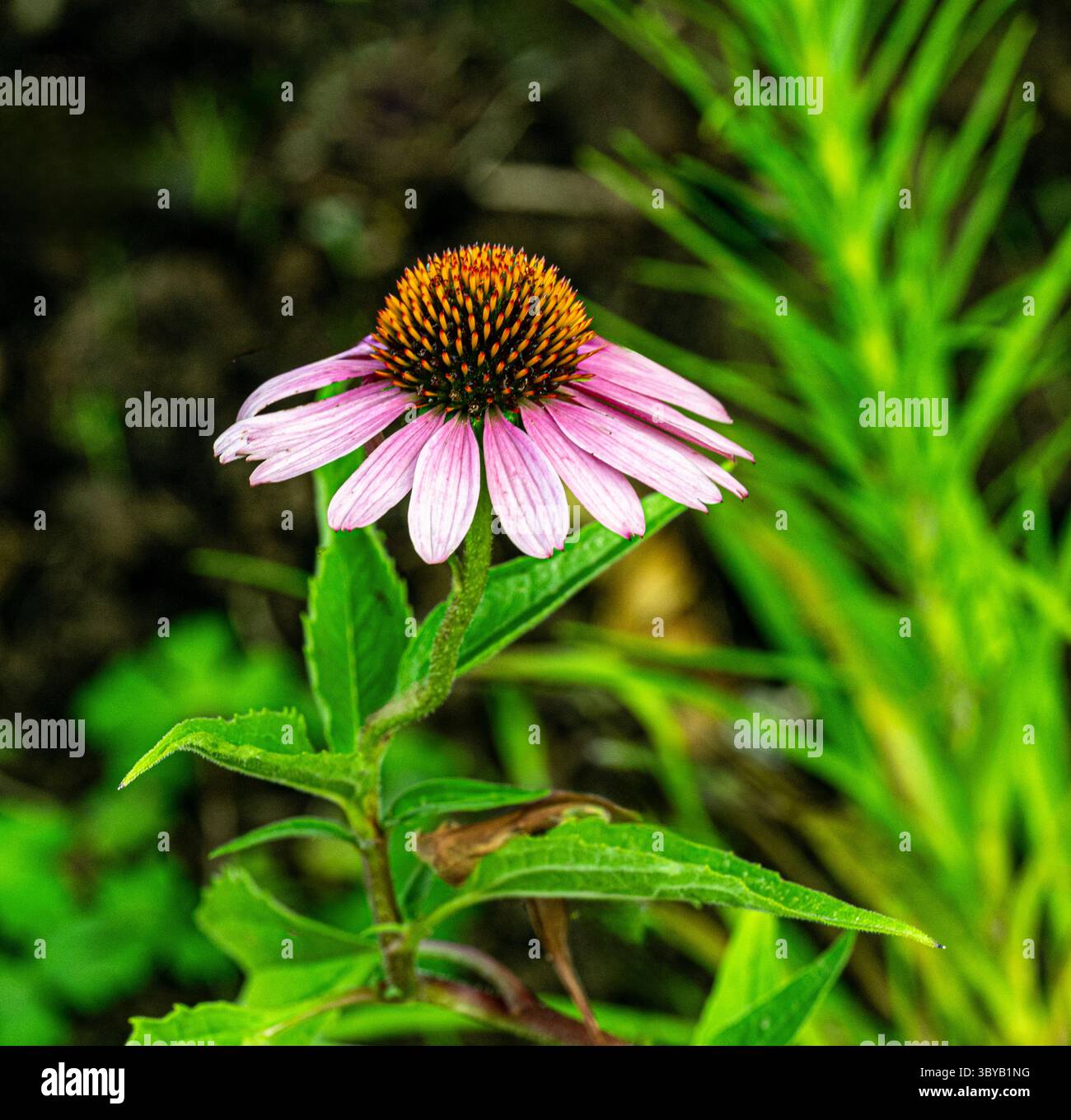Echinacea, Purple Coneflower, Echinacea purpurea. Botanischer Garten, Frankfurt, Deutschland, Europa Stockfoto