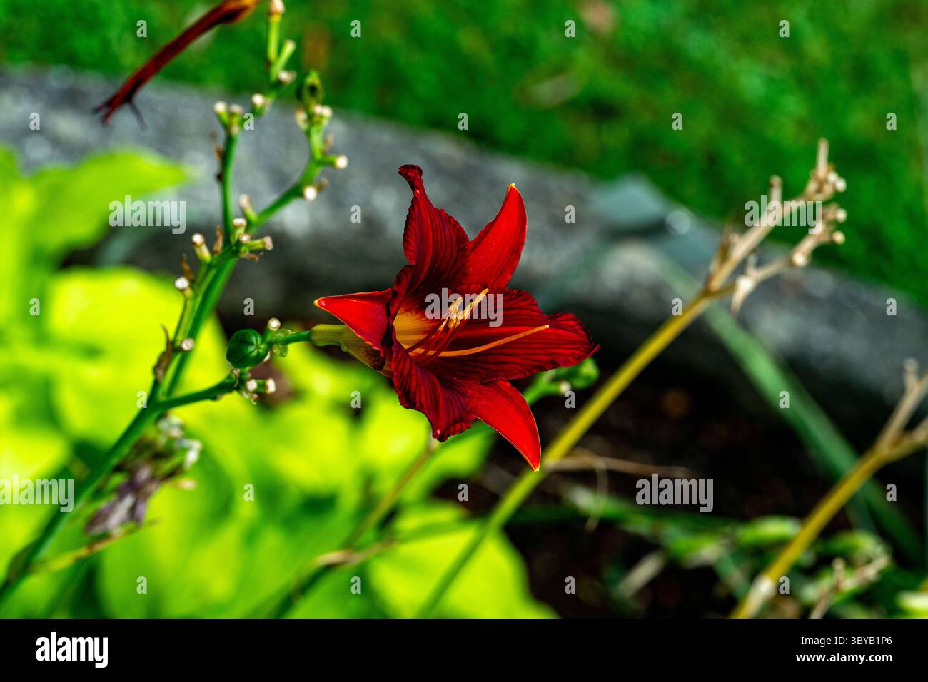 Orange daylily Hemerocallis fulva Stockfoto