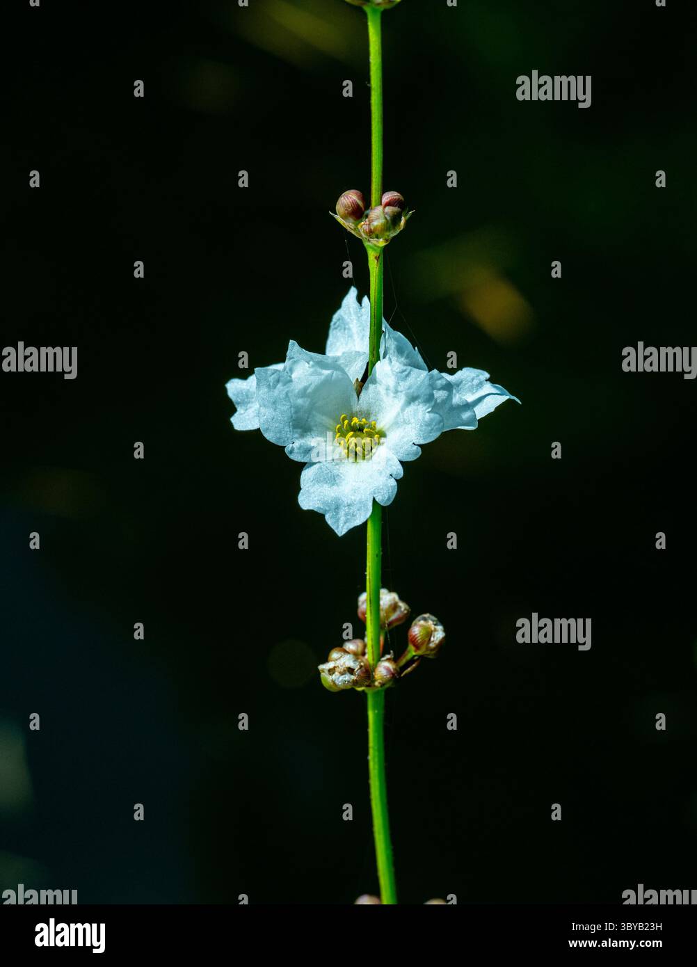 Nahaufnahme eines Caldesia Blume eine aquatische Pflanzen in voller Blüte. Stockfoto
