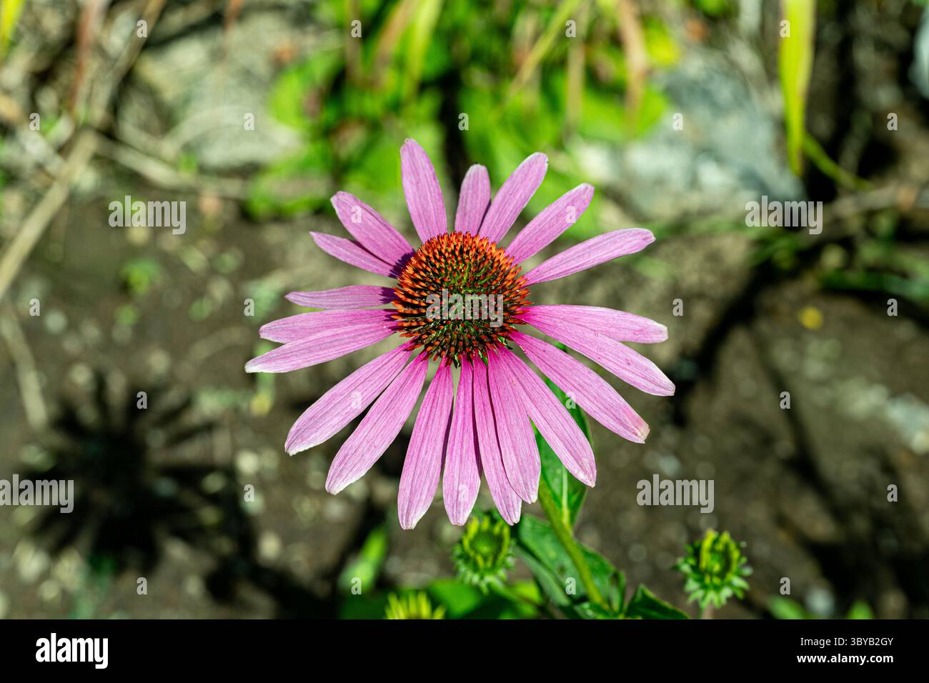 Echinacea, Purple Coneflower, Echinacea purpurea. Botanischer Garten, Frankfurt, Deutschland, Europa Stockfoto