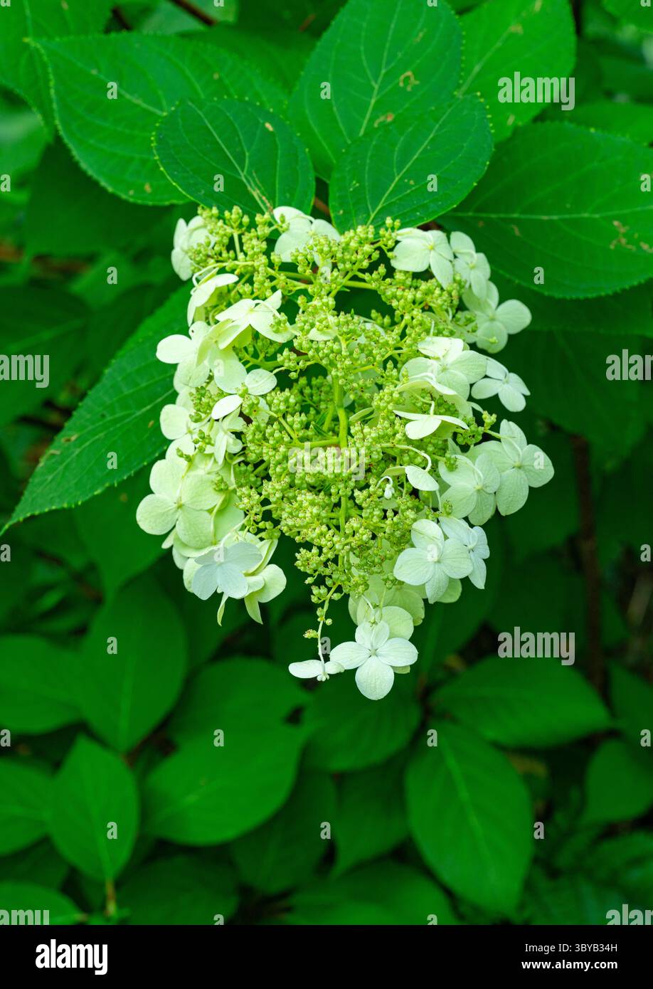 Hortensia Paniculata Kyushu blüht in voller Blüte Stockfoto