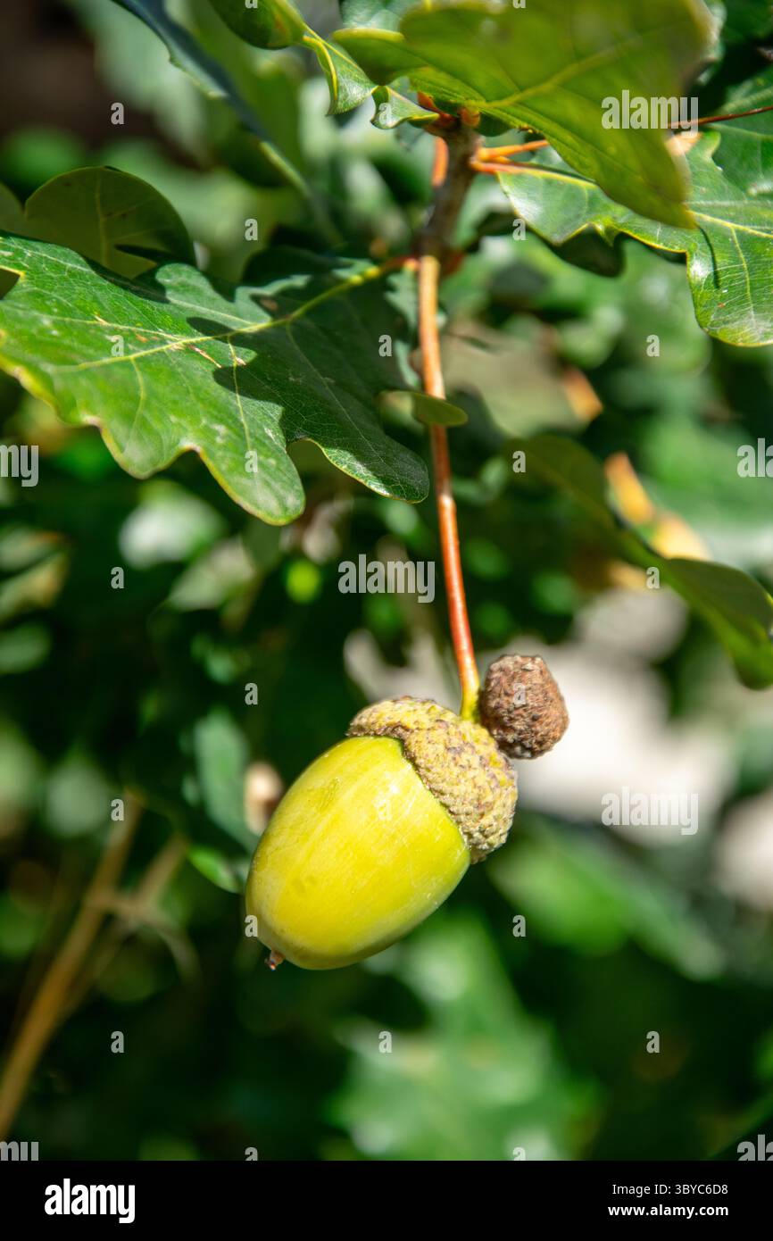 Green Acorn Oak Branch Natural Outdoor Element Green Acorn Oak Tree Nature Growth Season Stockfoto