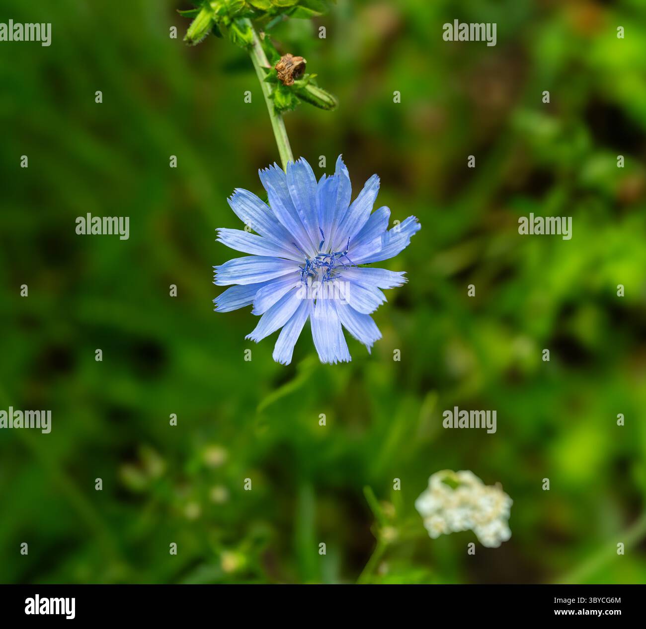 Cichorium Intybus-Werk. Gewöhnliche Zichorienblume. (Cichorium intybus) Stockfoto