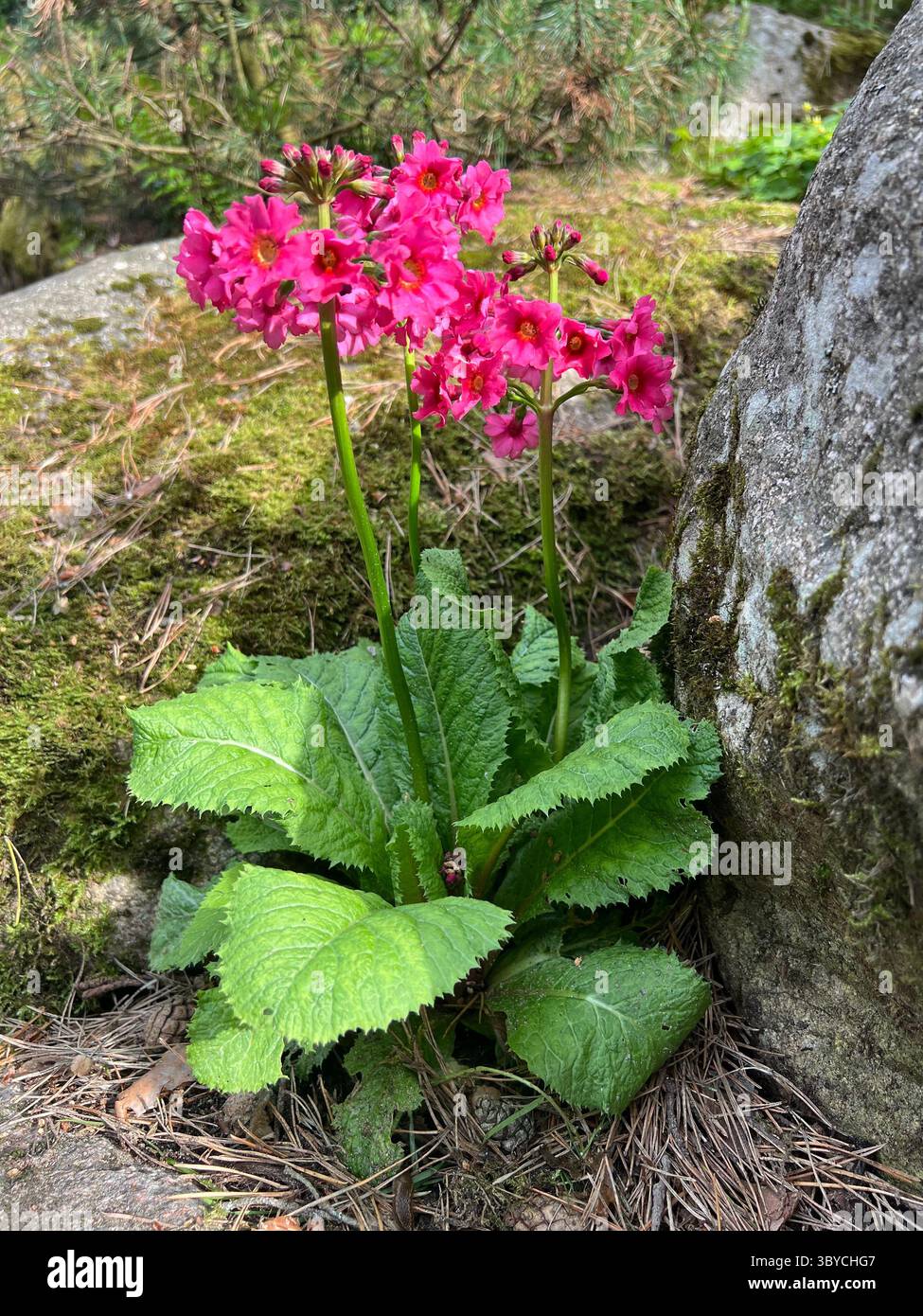 Rosa Primula blüht in einem Steingarten neben moosbedeckten Steinen im Botanischen Garten von Vilnius, Litauen. Aufgenommen bei weichem Sommerlicht - Smartphone-aufgenommenes Stockfoto