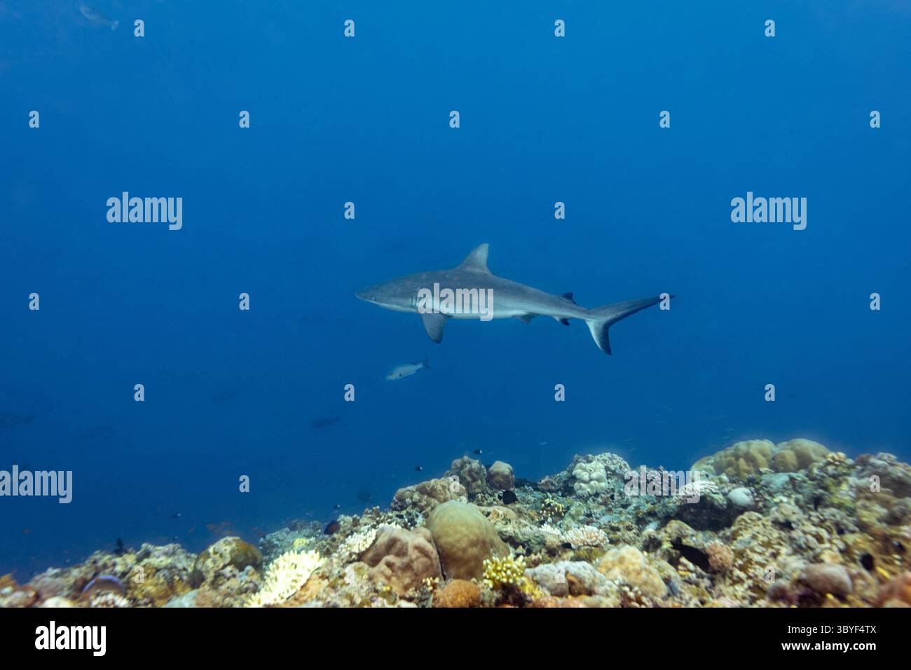 Grauer Riffhai, Carcharhinus amblyrhynchos, schwimmen im blauen Ozean mit am Rand des tropischen Korallenriffs Stockfoto
