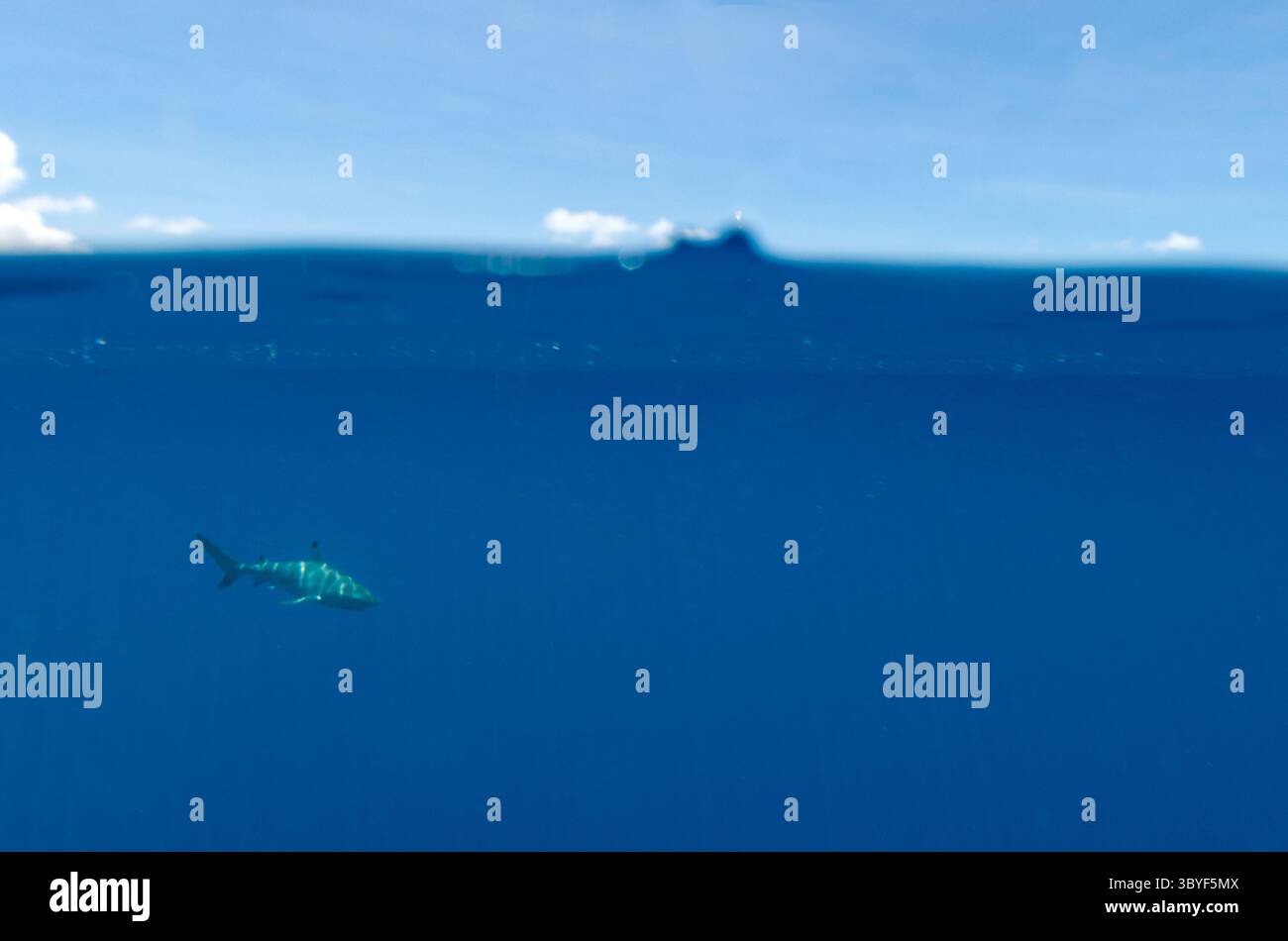 Über und unter Schuss grauer Riffhaie, Carcharhinus amblyrhynchos, schwimmen im blauen Ozean direkt unter der Oberfläche Stockfoto