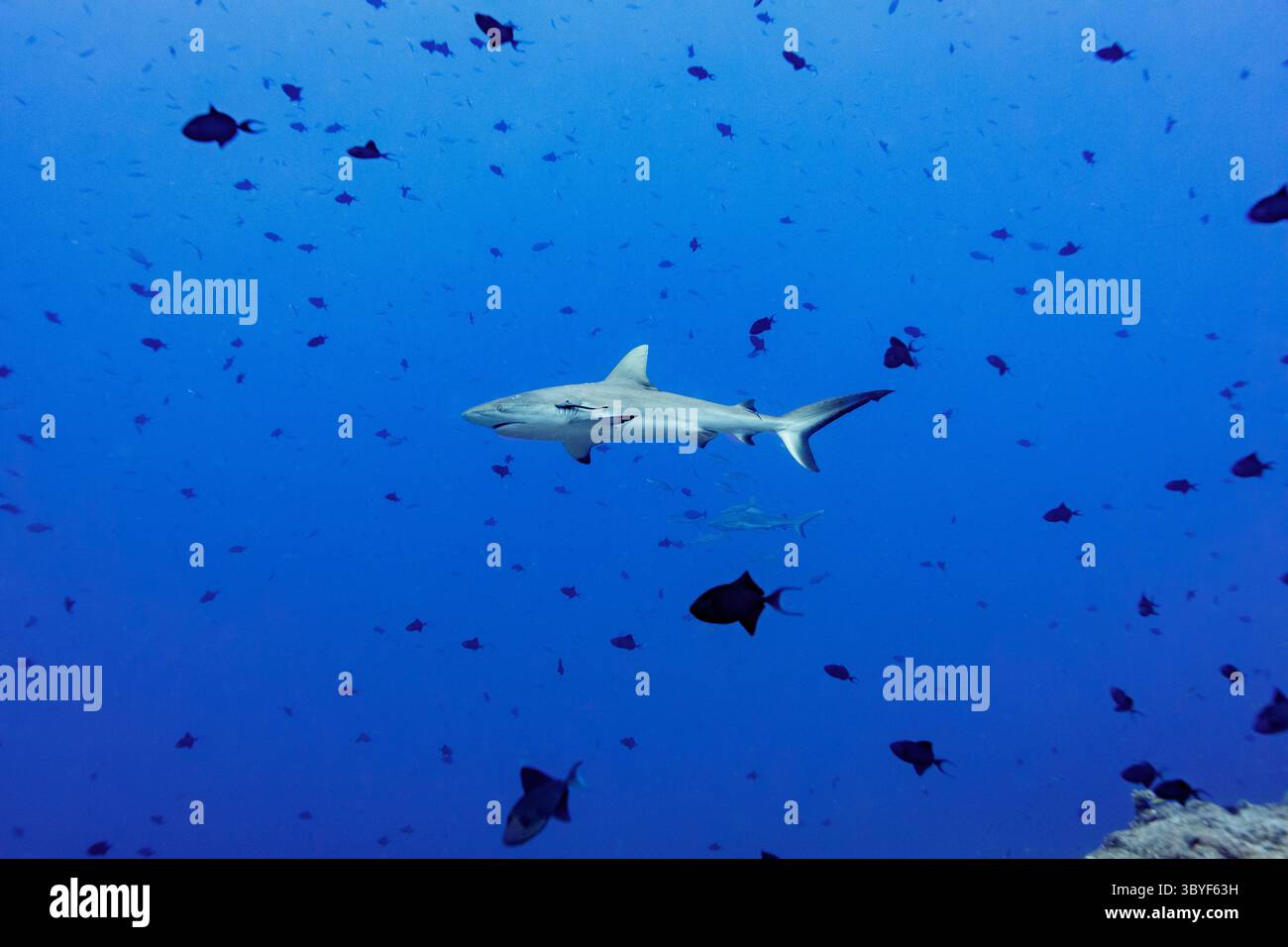 Ein grauer Riffhai schwimmt durch das Meer, umgeben von kleinen Fischen. Stockfoto