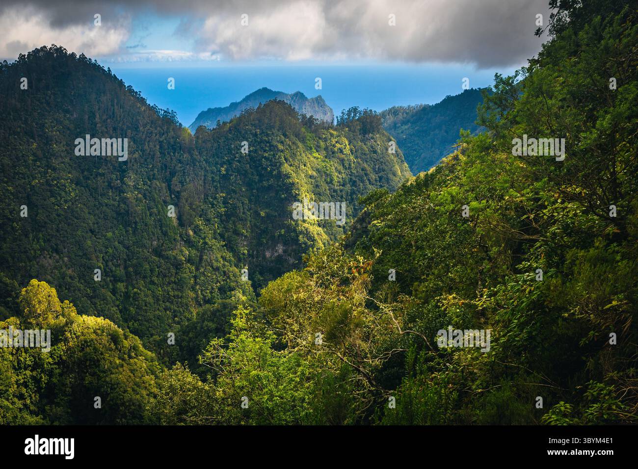 Atemberaubender Aussichtspunkt vom berühmten Levada Trail mit grünem Wald im tiefen Tal, Madeira Island, Portugal, Europa Stockfoto