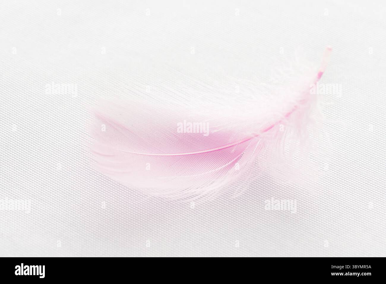 Nahaufnahme einer rosa Feder auf weißem Stoff Stockfoto