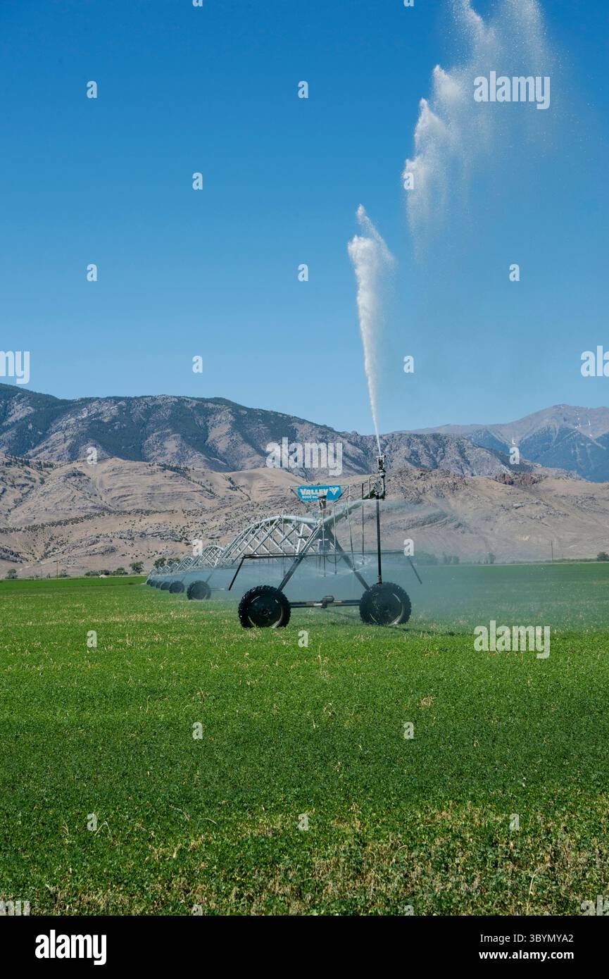 Das Center-Pivot-Bewässerungssystem im Alfalfa-Feld in Süd-Zentral-Idaho Stockfoto
