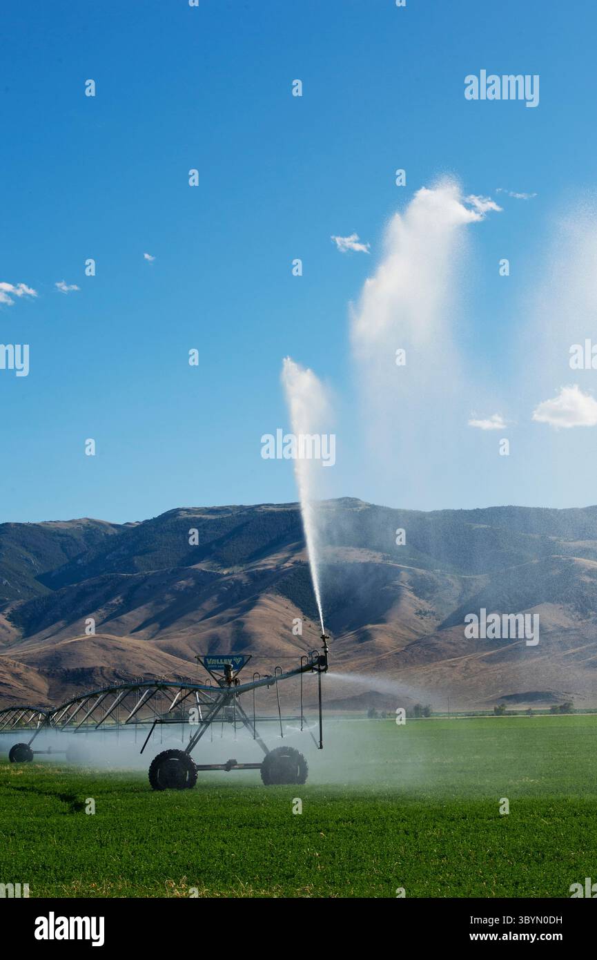 Mittelschwenk-Bewässerung auf dem Luzerne-Feld in Süd-Zentral-Idaho Stockfoto