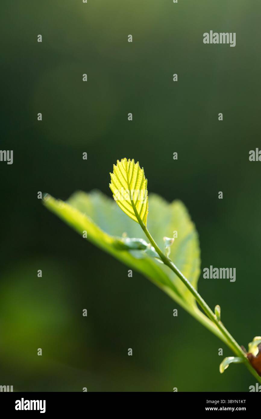 Frischer Frühlingsbuchenblattanschluss auf Zweig mit dunklem Hintergrund mit Kopierraum in der Vertikalen Stockfoto