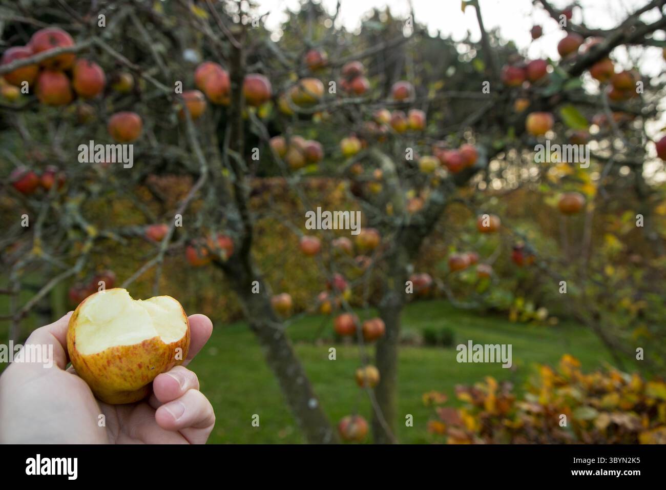 Männliche Hand hält gebissenen Apfel, frischen Bio- und süßen Apfel mit Kopierraum herum Stockfoto