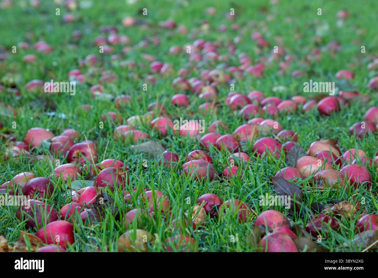 Reife rote Äpfel auf dem Boden gefallen vom Baum, Hintergrund der Naturfrucht Stockfoto