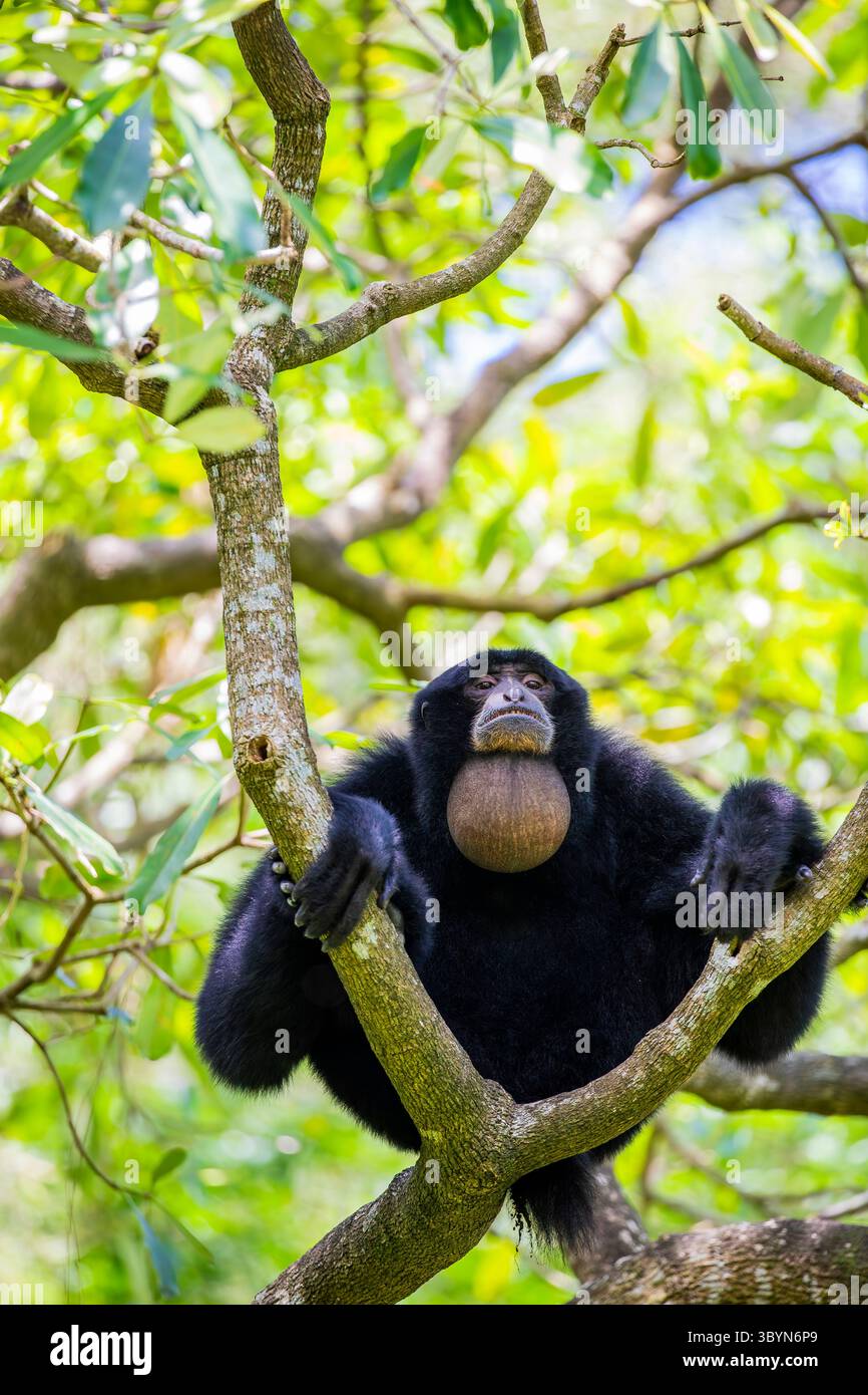 Der Siamang (Symphalangus syndactylus) bläht seinen Gelenksack auf. Es ist die größte Gibbon-Art. Bekannt für seine „gewebten“ Zehen Stockfoto