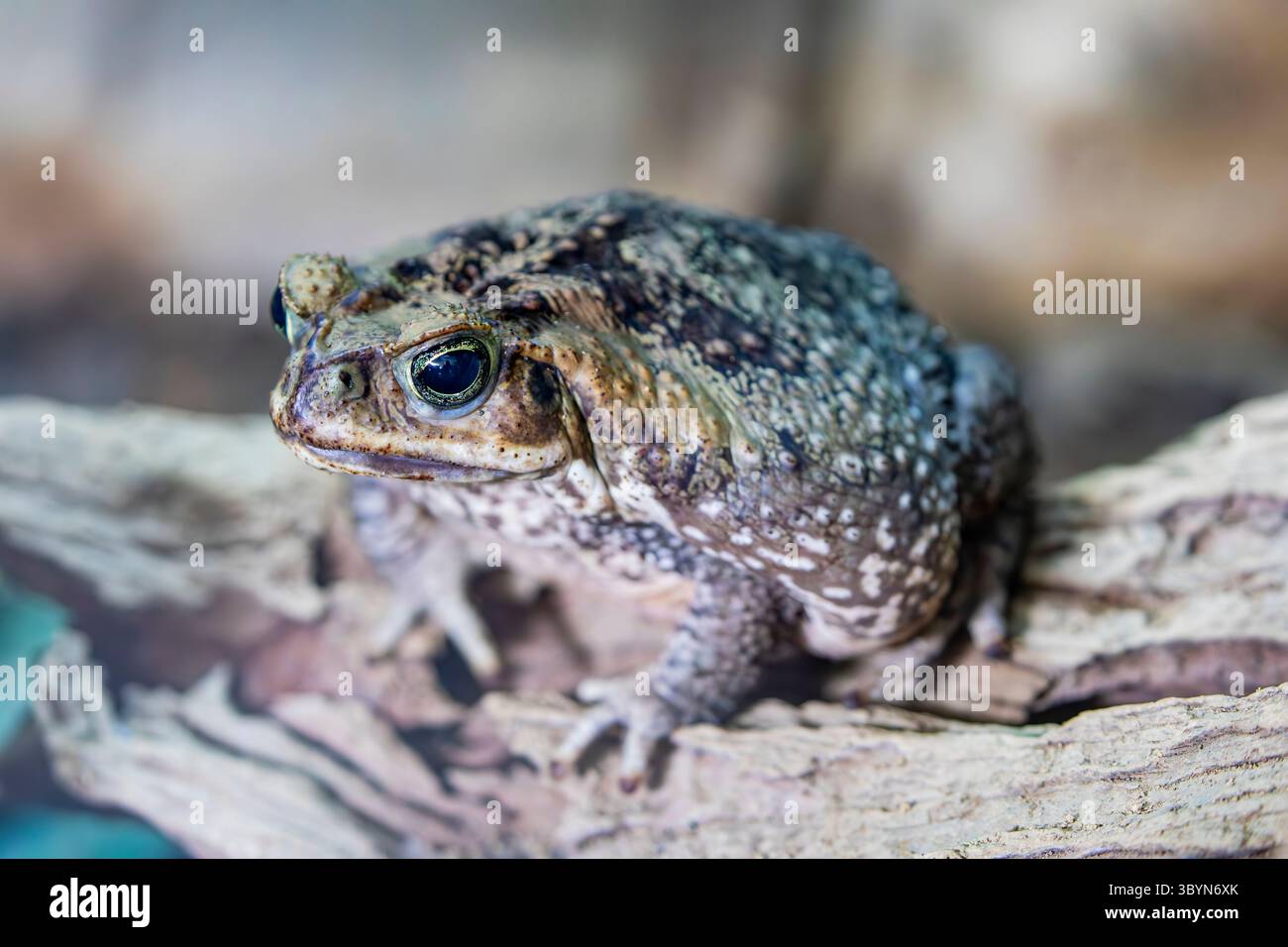 Die Rohrkröte (Rhinella Marina) ist eine große Landkröte aus Süd- und Zentralamerika. Es hat Giftdrüsen Stockfoto