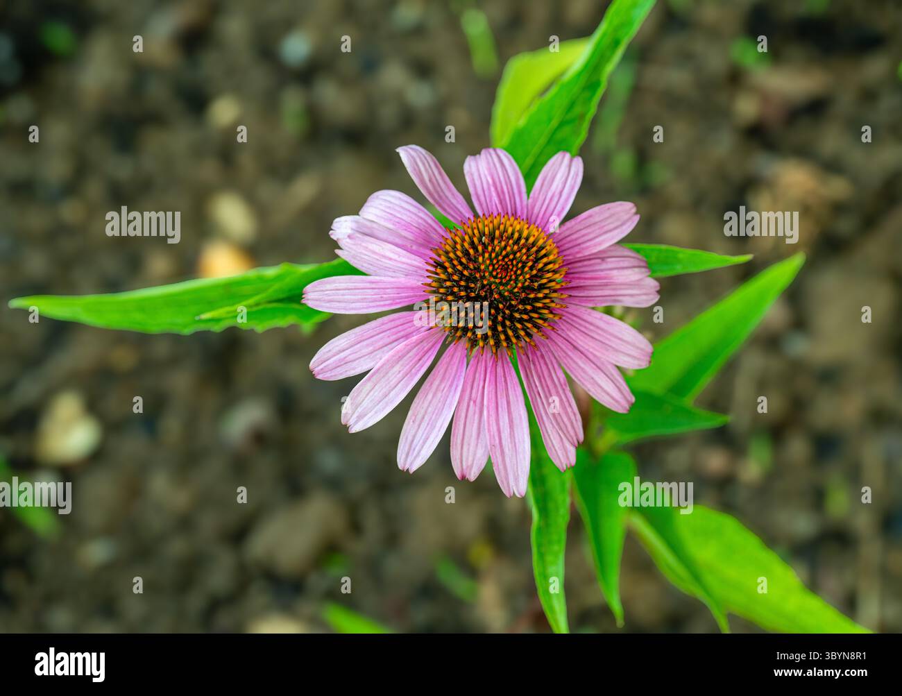 Echinacea, Purple Coneflower, Echinacea purpurea. Botanischer Garten, Frankfurt, Deutschland, Europa Stockfoto