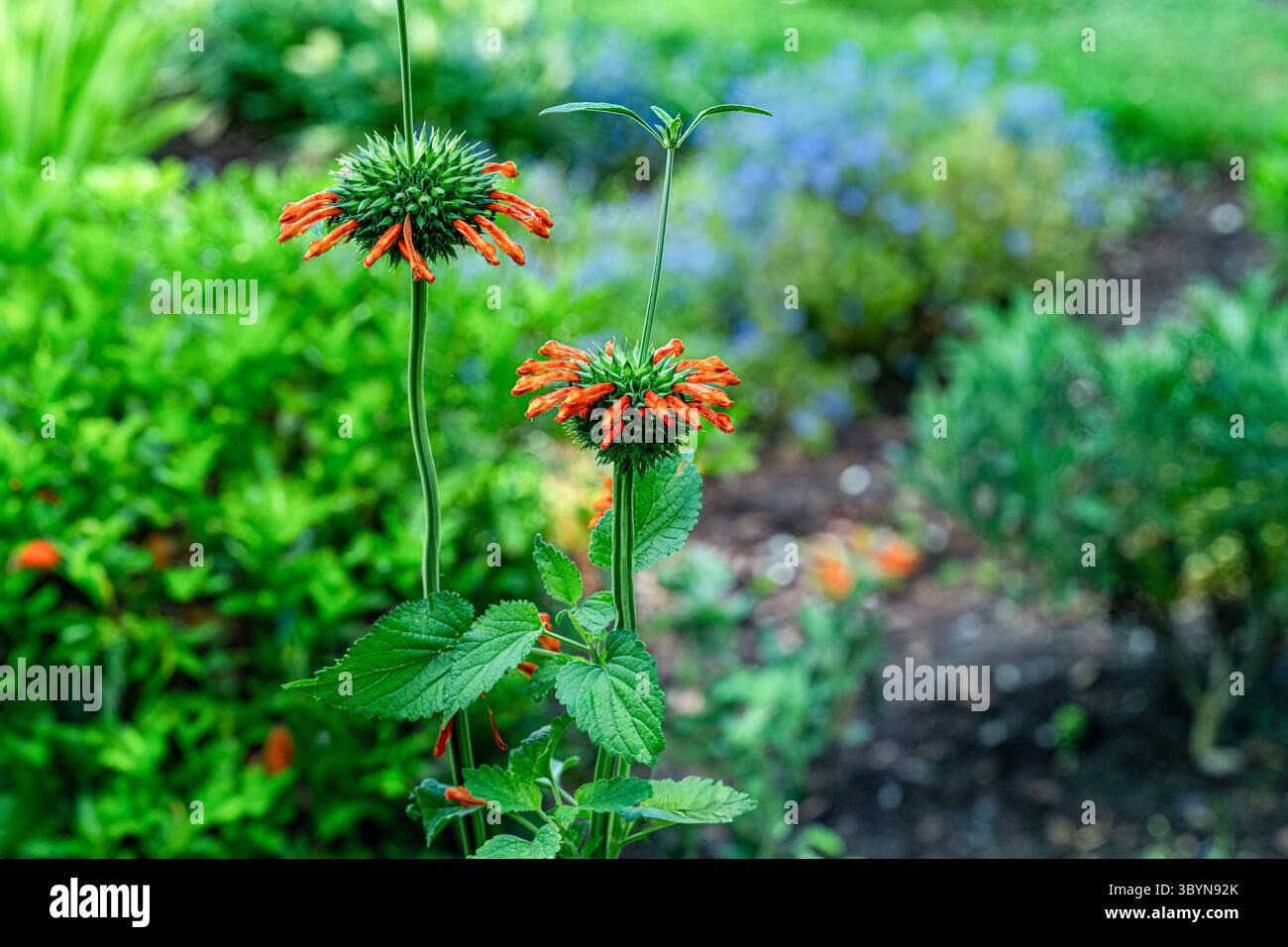 Heilkunst Herzgespann, Wild Dagga, Orange. Stockfoto