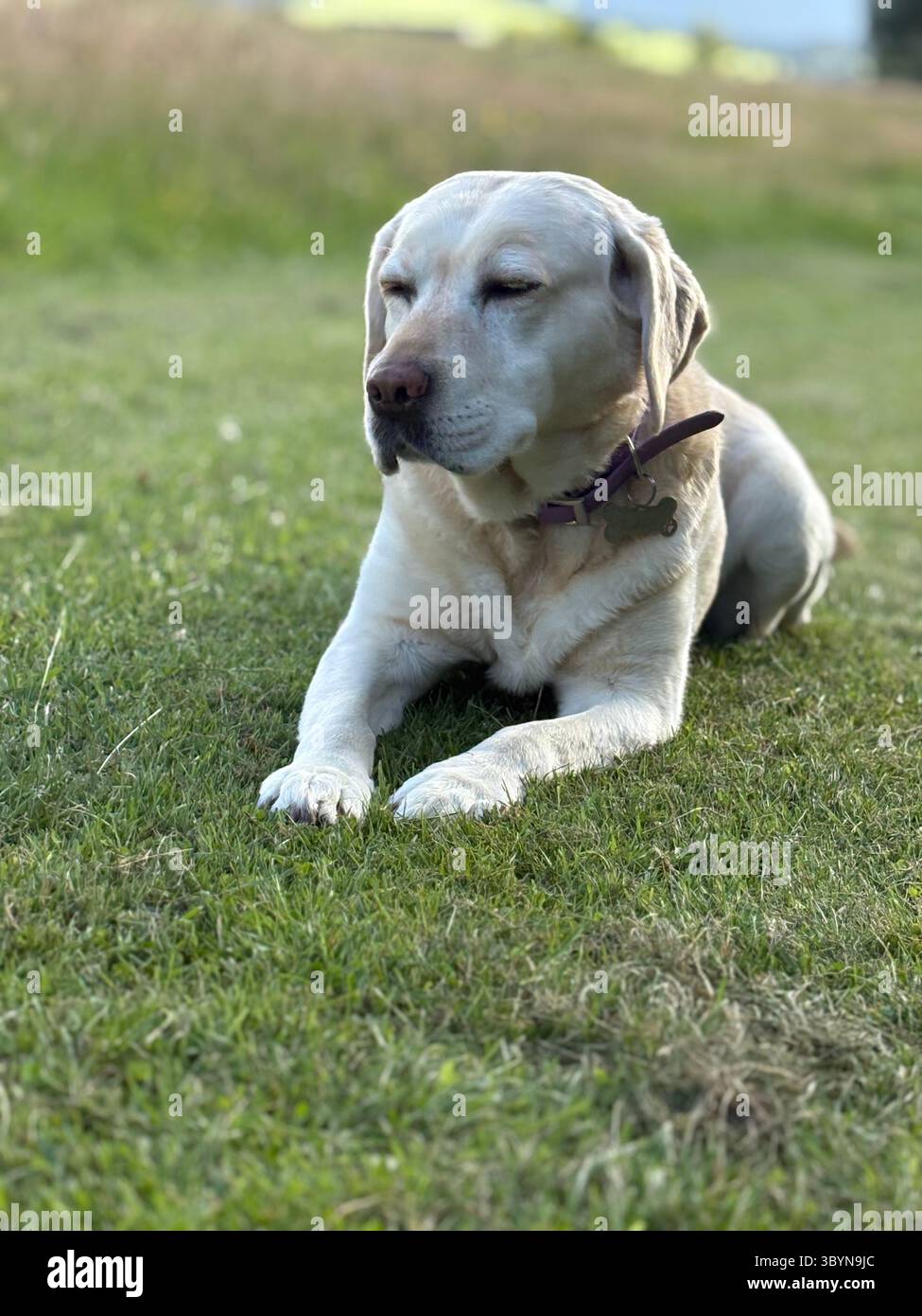 Labrador im Feld Stockfoto
