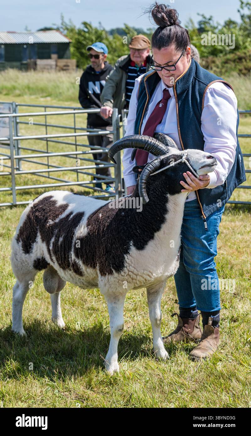 Ein gehörntes Jacob-Schaf in Schaf-Jury, Haddington Landwirtschaftsschau, East Lothian, Schottland, Großbritannien Stockfoto