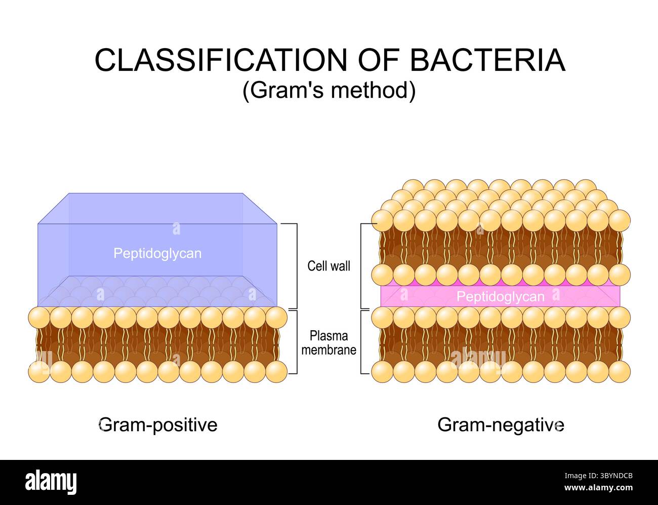 Klassifikation der Bakterien. Gramm-Methode. Grampositives und gramnegatives Bakterium. Querschnitt von Zellwand, Plasmamembran und Peptidoglykan. De Stock Vektor