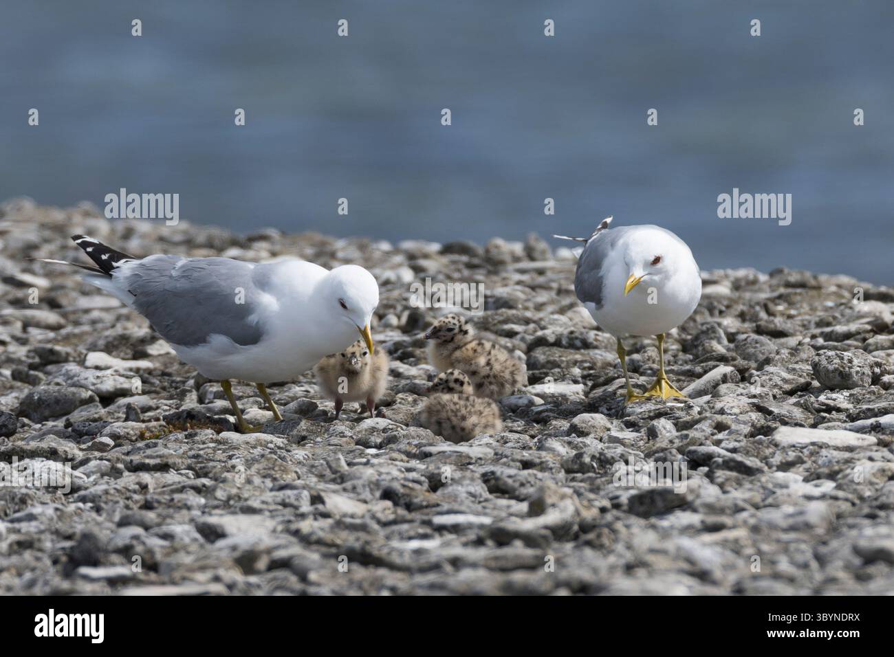 Sturmmöwe, Paar, Pärchen mit Küken, Sturm-Möwe, Möwe, Sturmmöve, Sturm-Möve, Möwen, Larus canus, Möwenmöwe, Möwe, Seemäu, Paar, Jungvögel, schick Stockfoto